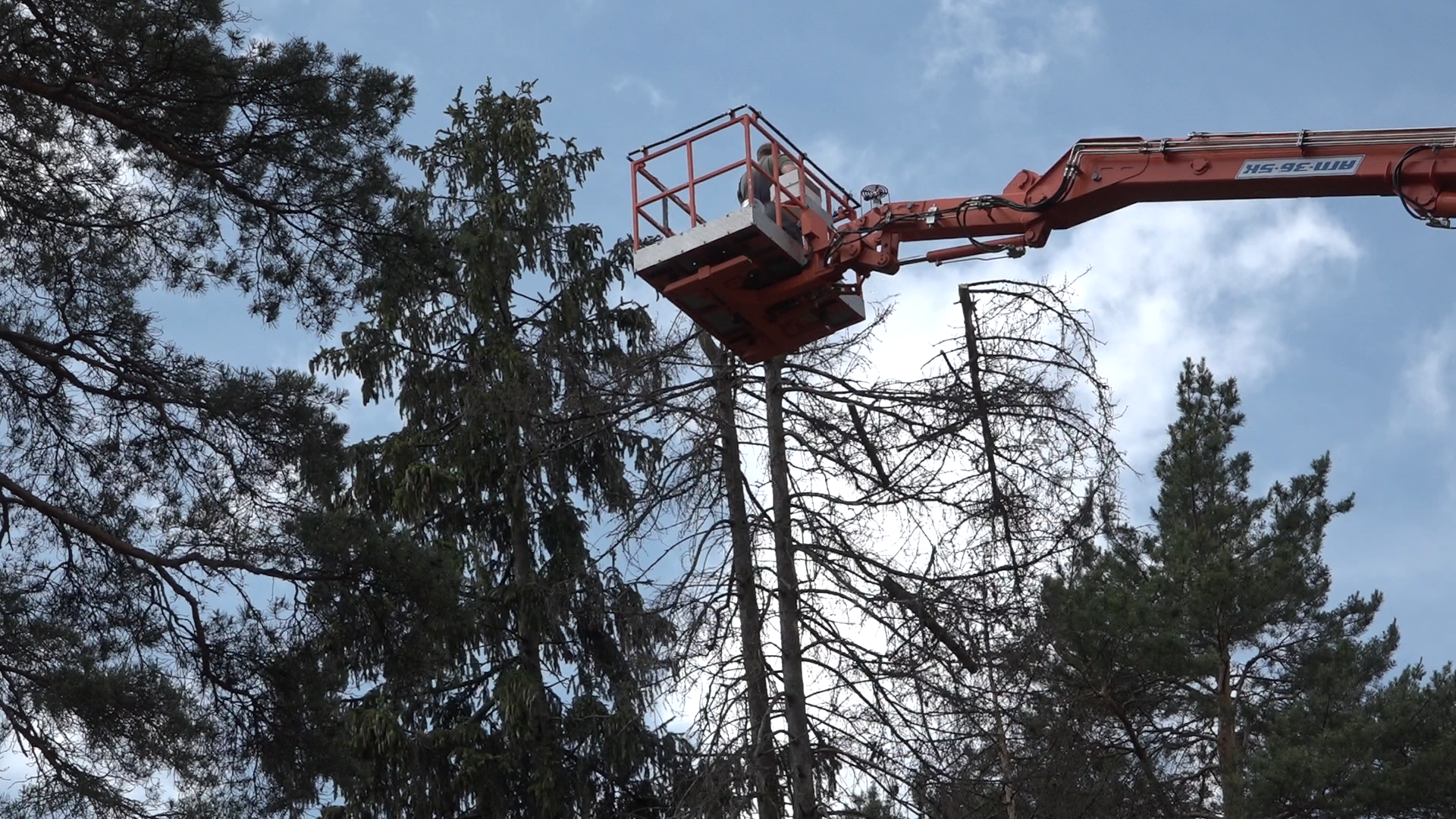 санитарная вырубка, сухое дерево, жкх и благоустройство, власиха цветной бульвар, тропа здоровья,