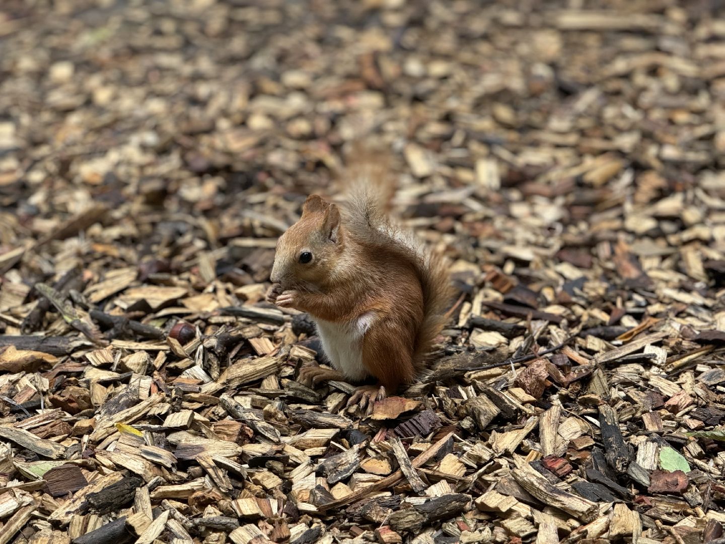 благоустройство в ленинском округе, тимоховский парк, ленинский городской округ,