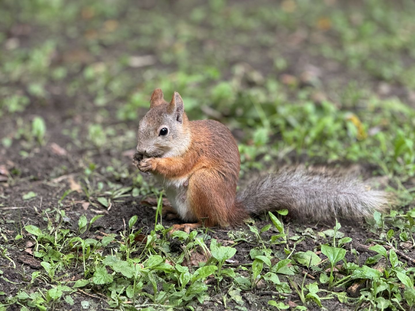 благоустройство в ленинском округе, тимоховский парк, ленинский городской округ,