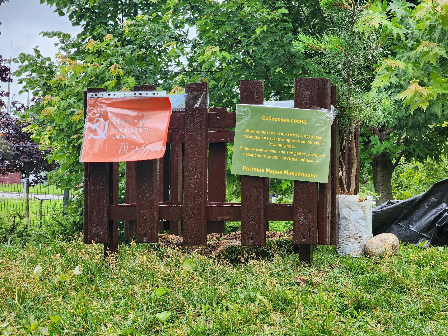 подольск, сад камней, Кедры из Кореи,