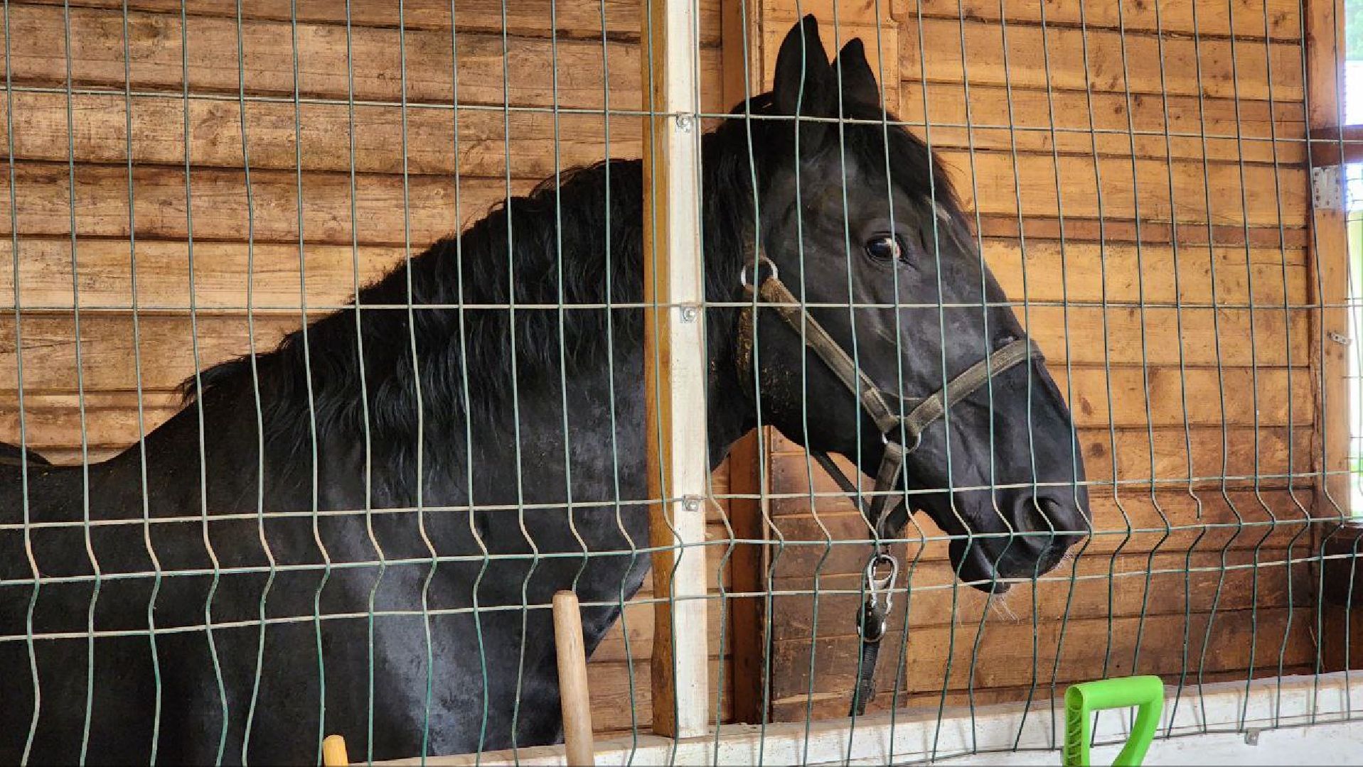 Дмитров, Клуб Русский алмаз, Конный спорт, Регина Исачкина, Минспорта,