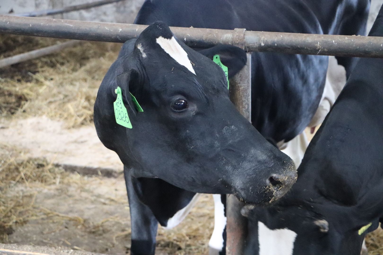 серебряные пруды, сп нива, звезды подмосковья-2025, сельское хозяйство,