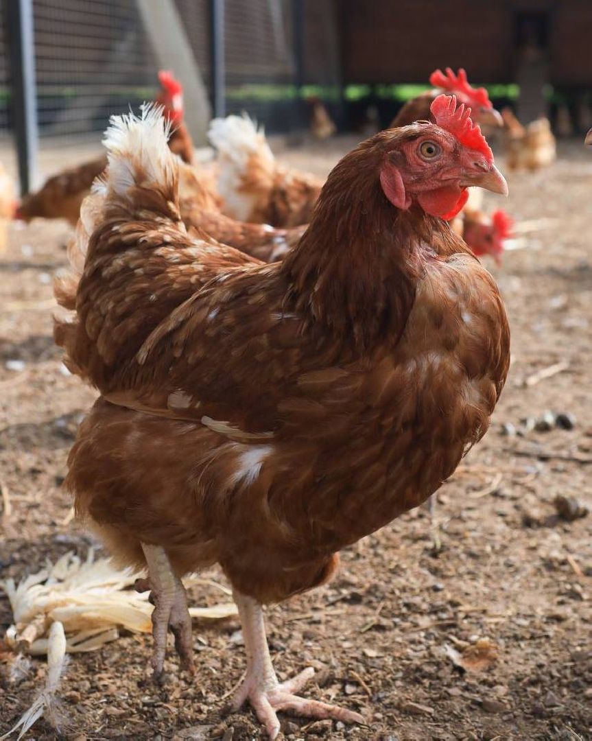 вертикалки, усадьба, экоферма, экологическое хозяйство,фермерское хозяйство,пушкинский округ,фермерские продукты,сельское хозяйство,