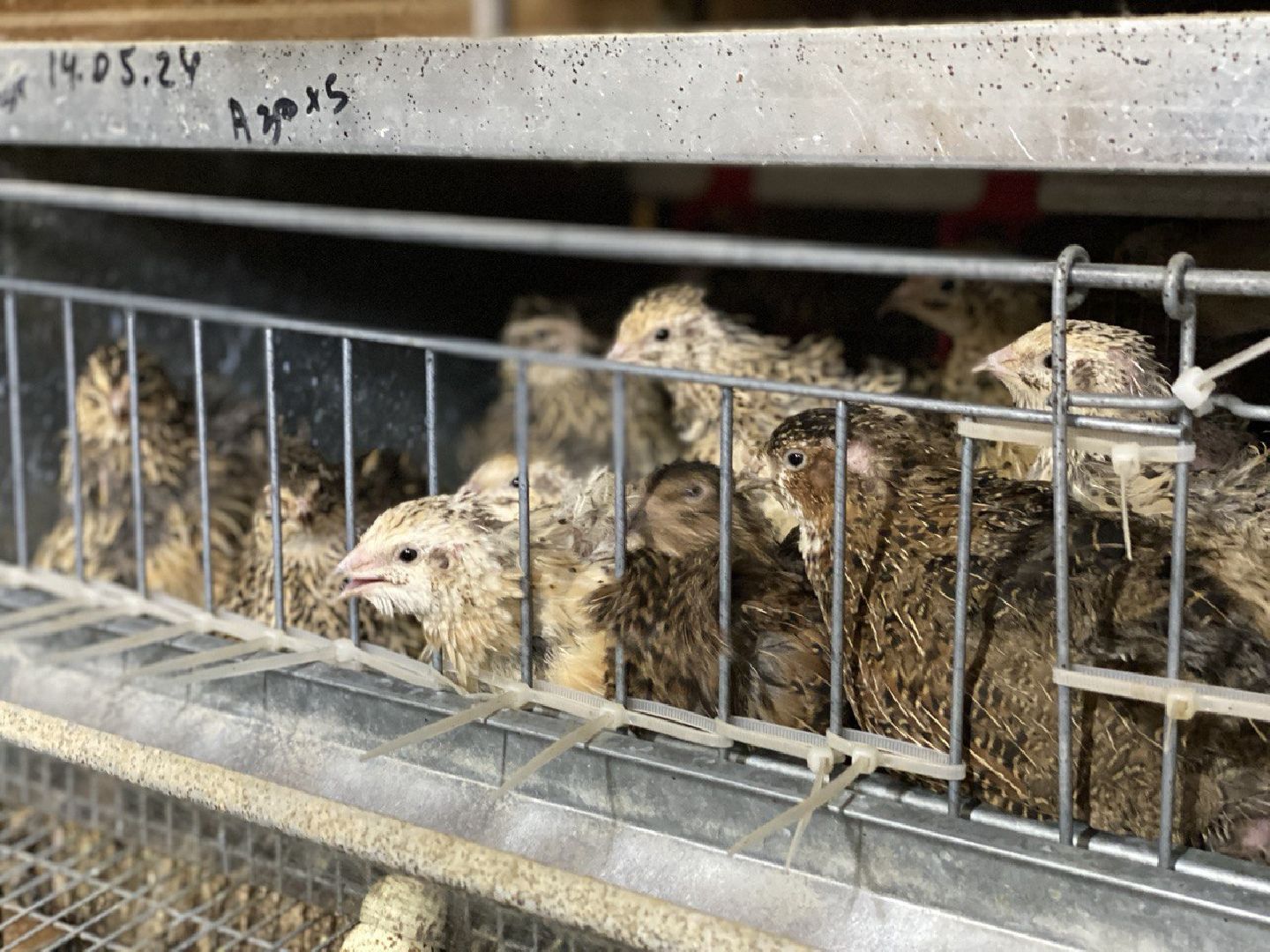 вертикалки, усадьба, экоферма, экологическое хозяйство,фермерское хозяйство,пушкинский округ,фермерские продукты,сельское хозяйство,