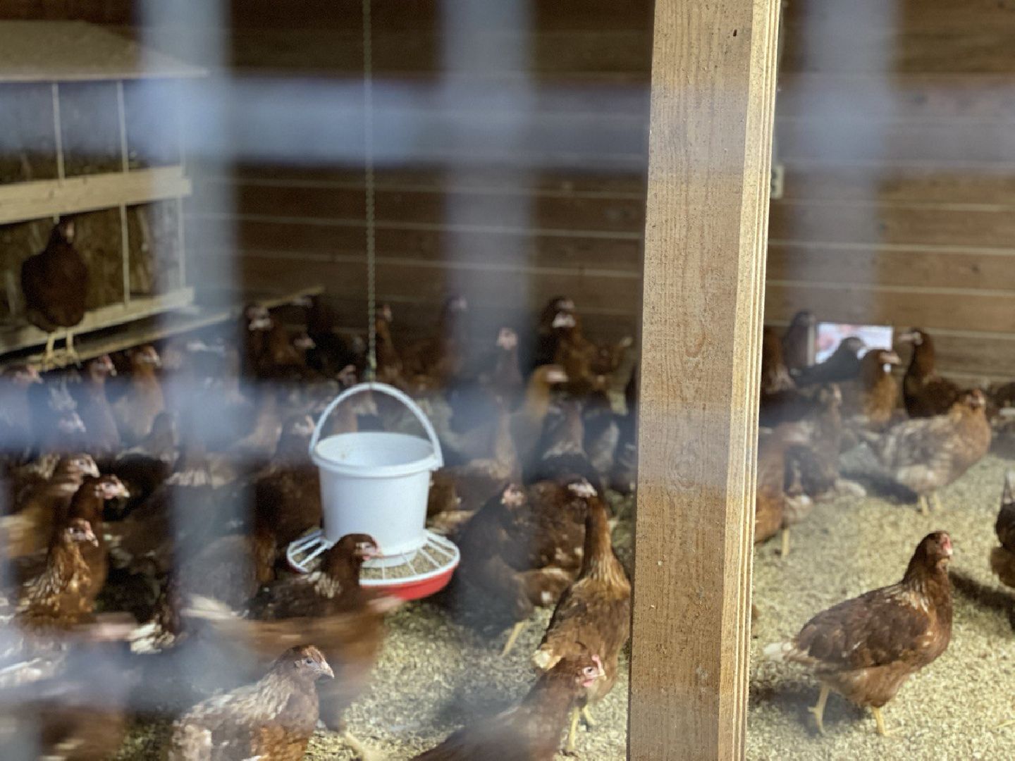 вертикалки, усадьба, экоферма, экологическое хозяйство,фермерское хозяйство,пушкинский округ,фермерские продукты,сельское хозяйство,