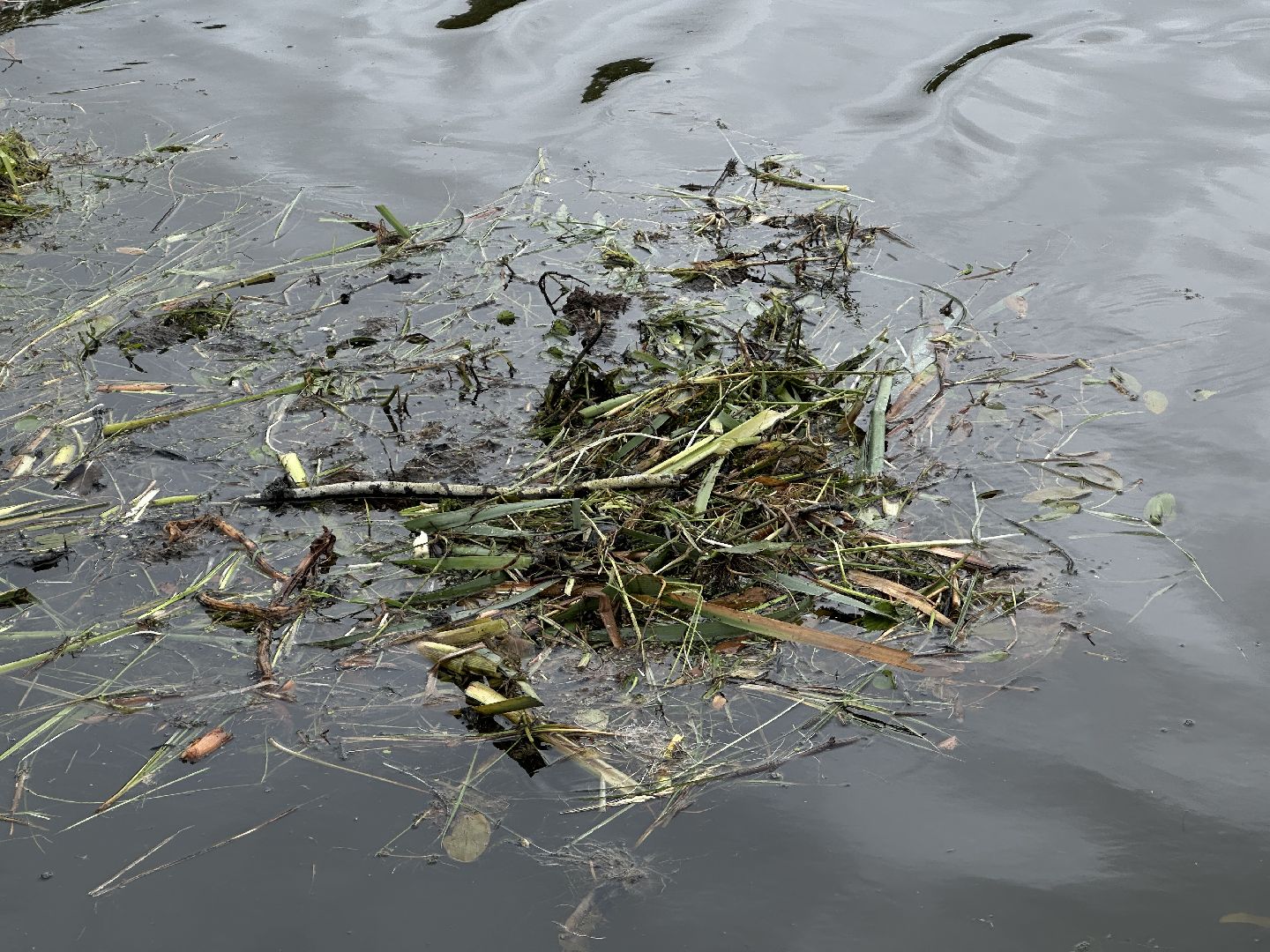 экология, 100 прудов и озер, расчистка пруда, пушкинский городской округ,