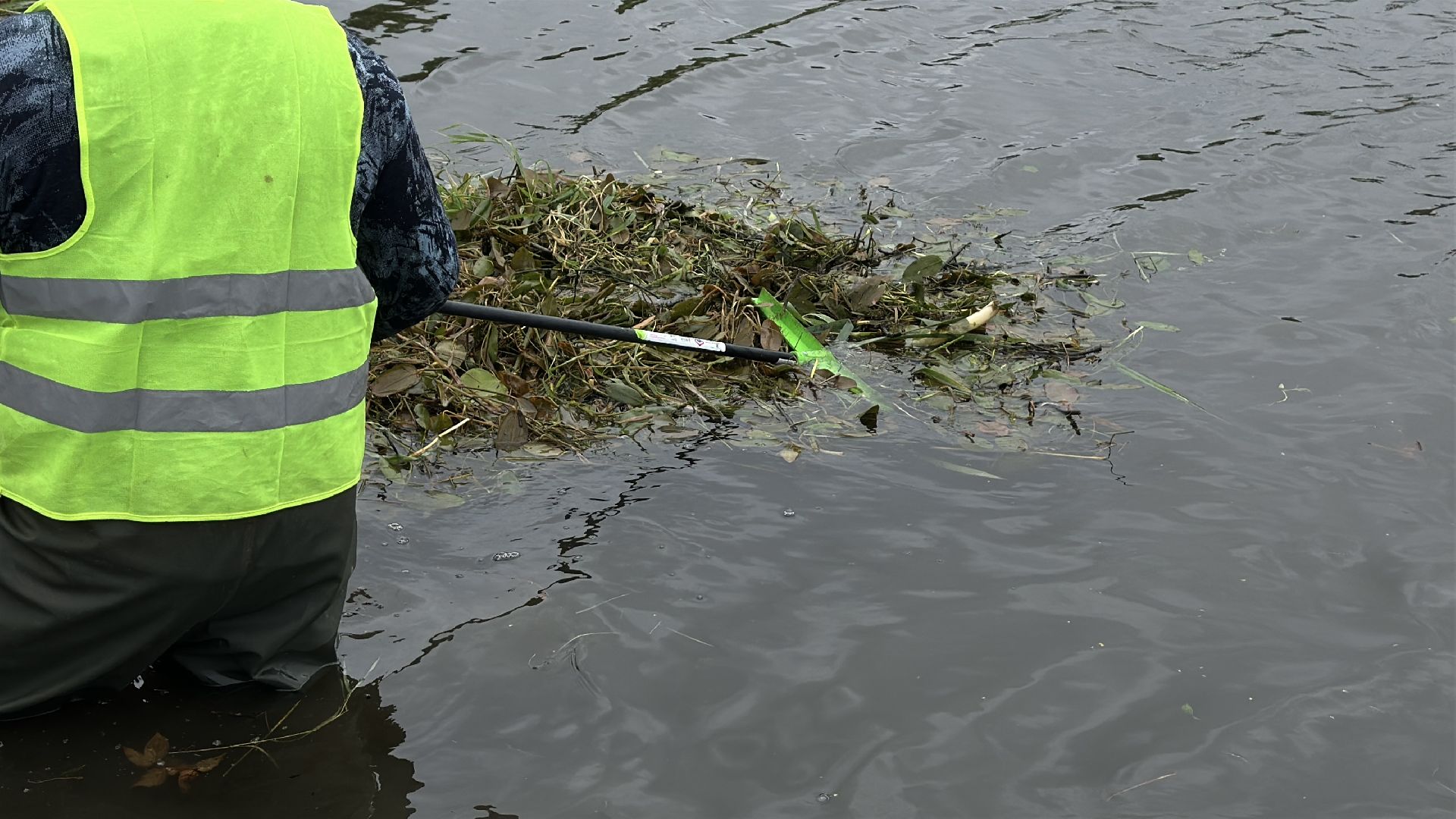экология, 100 прудов и озер, расчистка пруда, пушкинский городской округ,