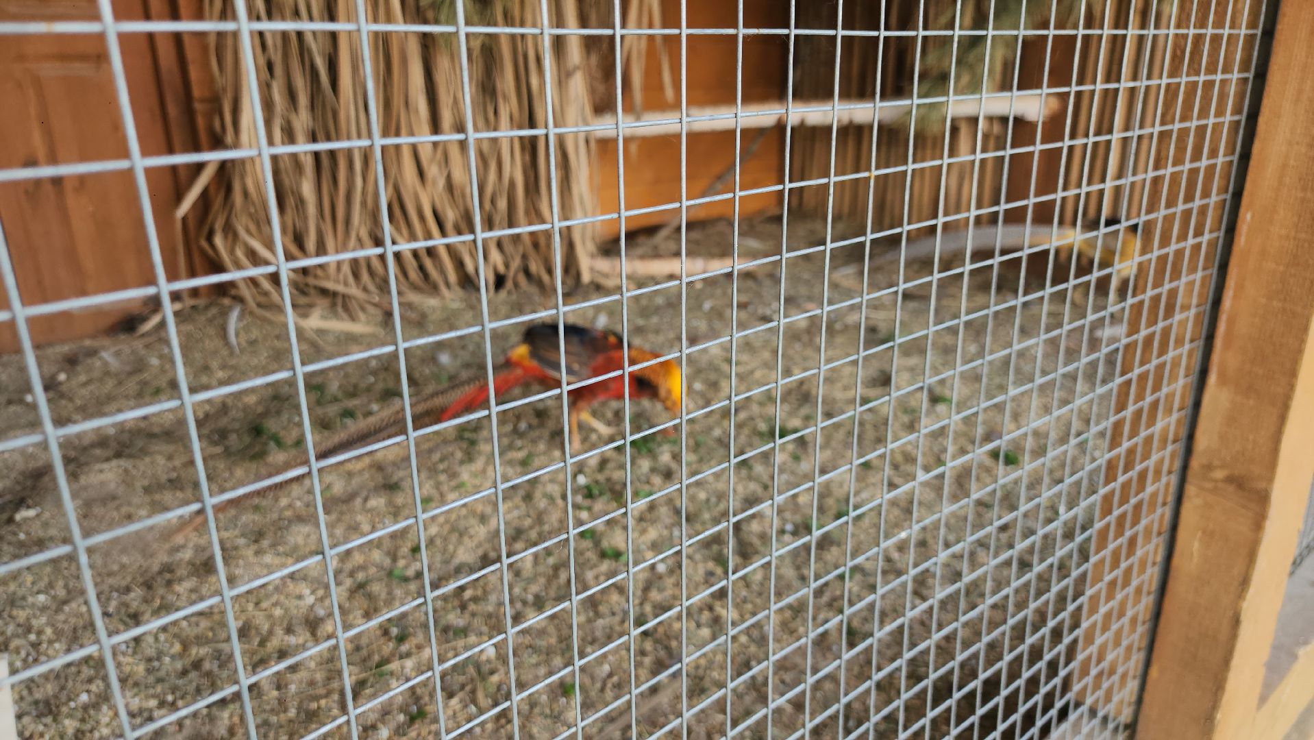 серпухов, подмосковье, питомник южный, экзотические животные,