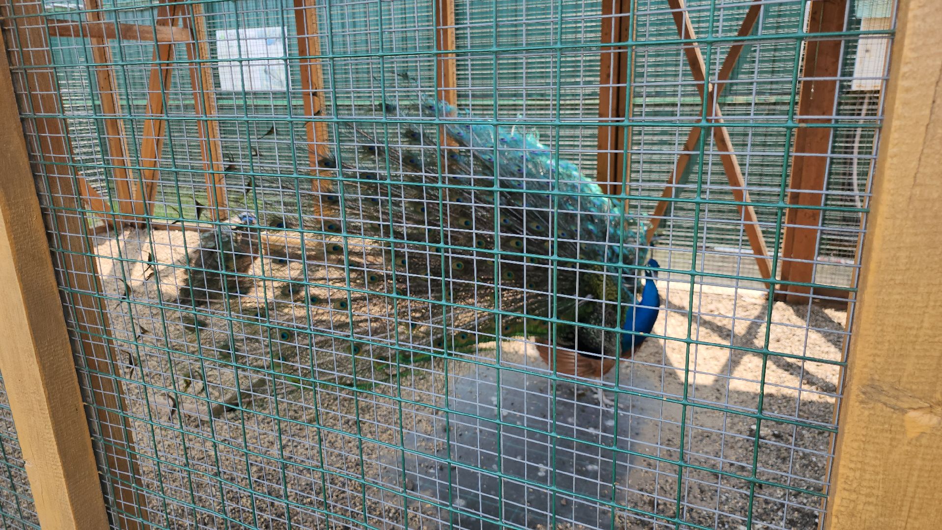 серпухов, подмосковье, питомник южный, экзотические животные,