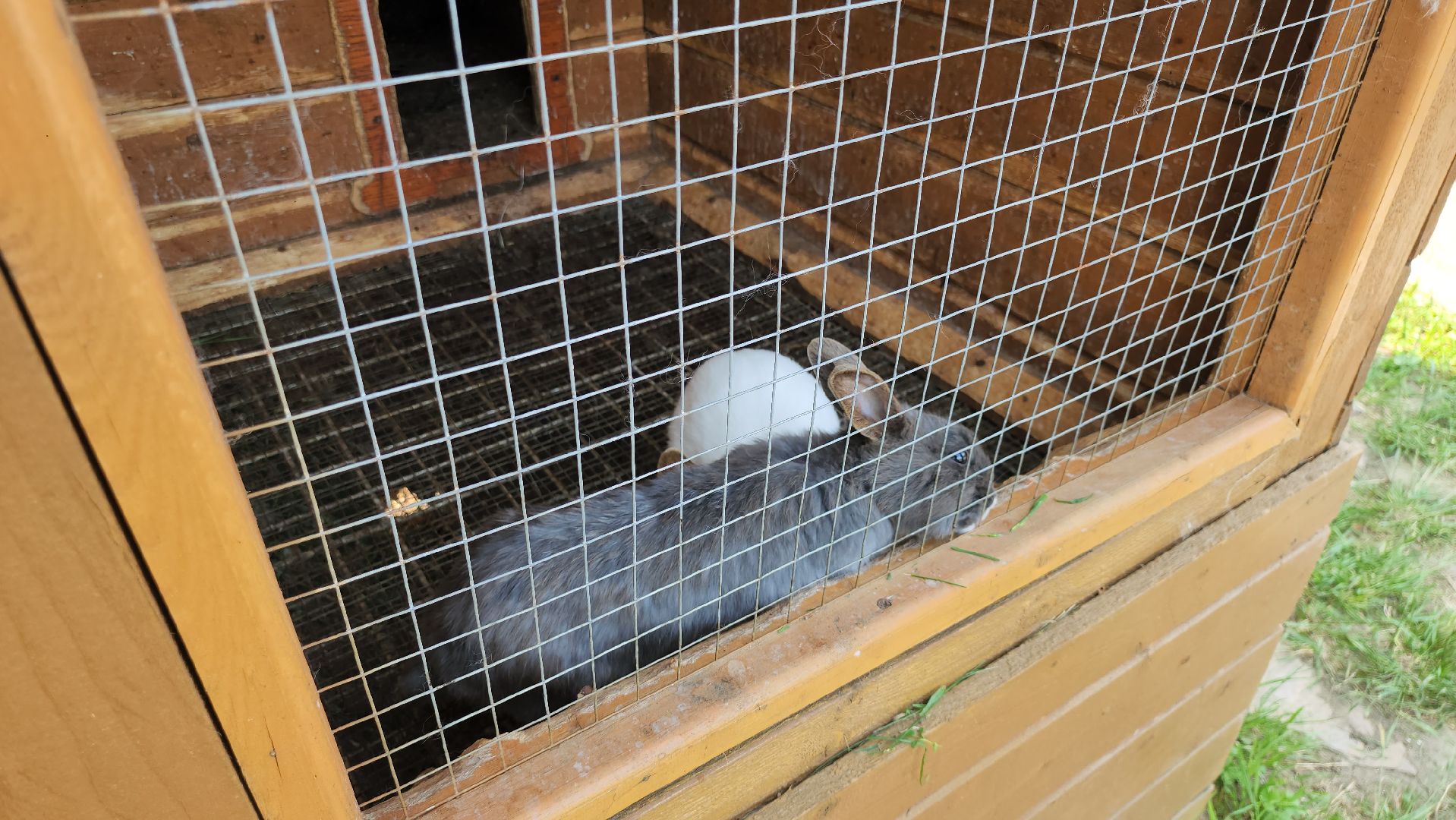 серпухов, подмосковье, питомник южный, экзотические животные,