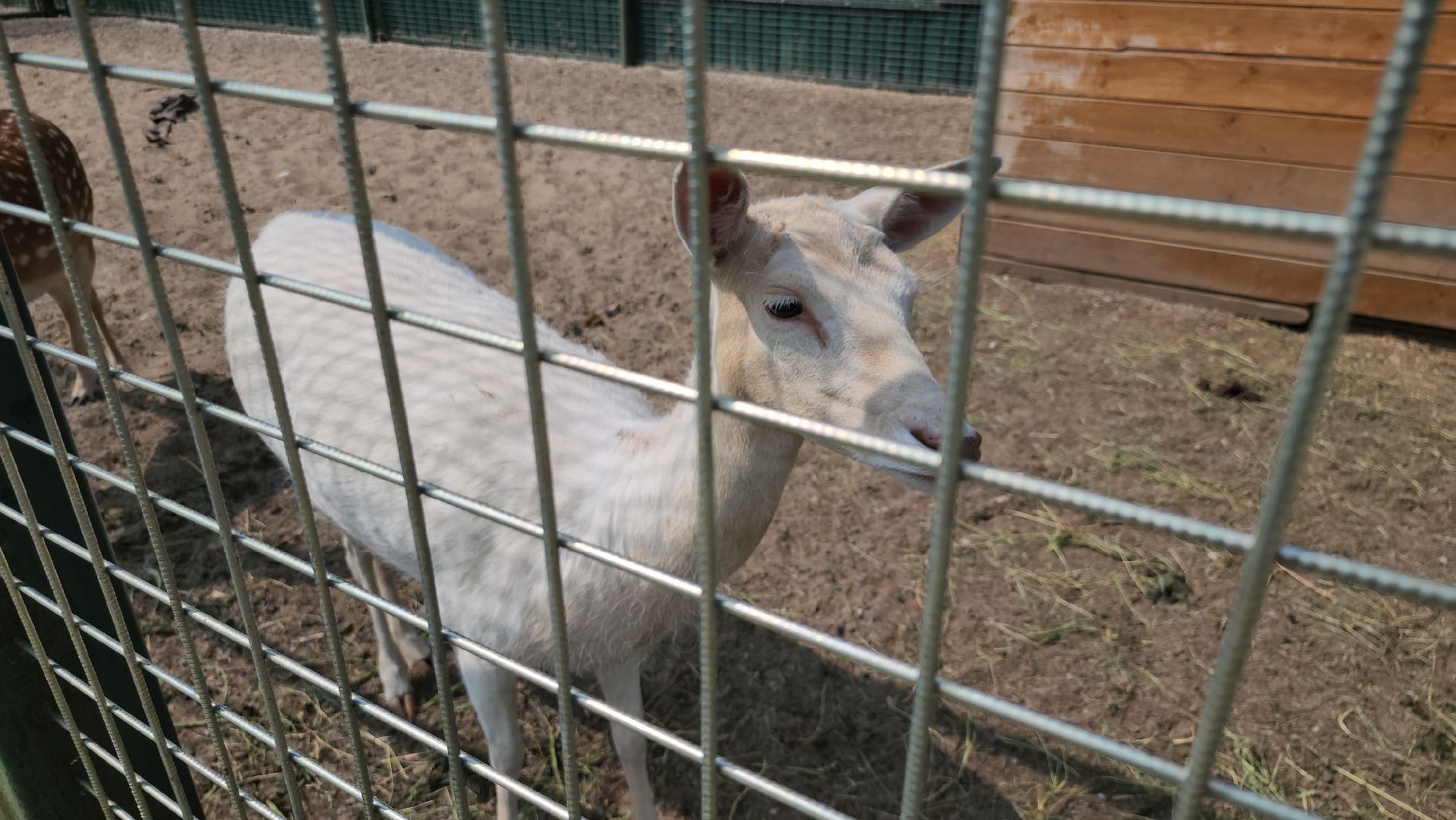 серпухов, подмосковье, питомник южный, экзотические животные,