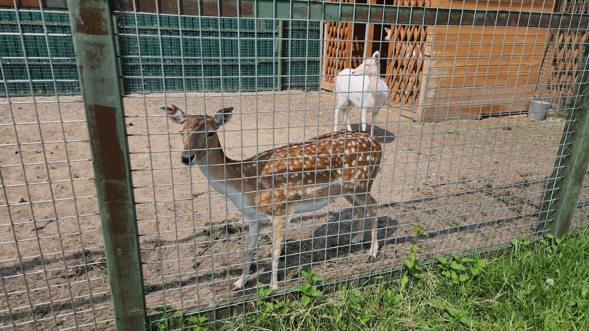 серпухов, подмосковье, питомник южный, экзотические животные,