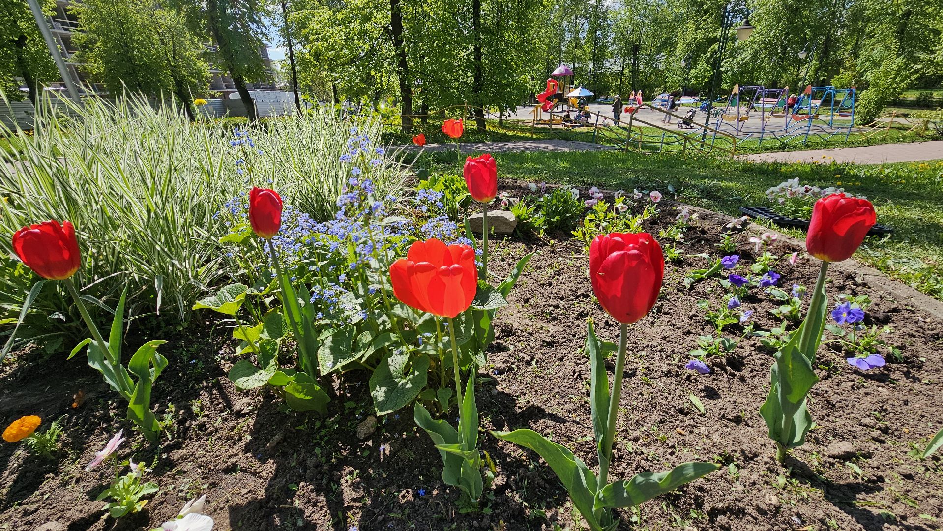благоустройство, цветы, клумбы, 9 Мая, Дзержинский