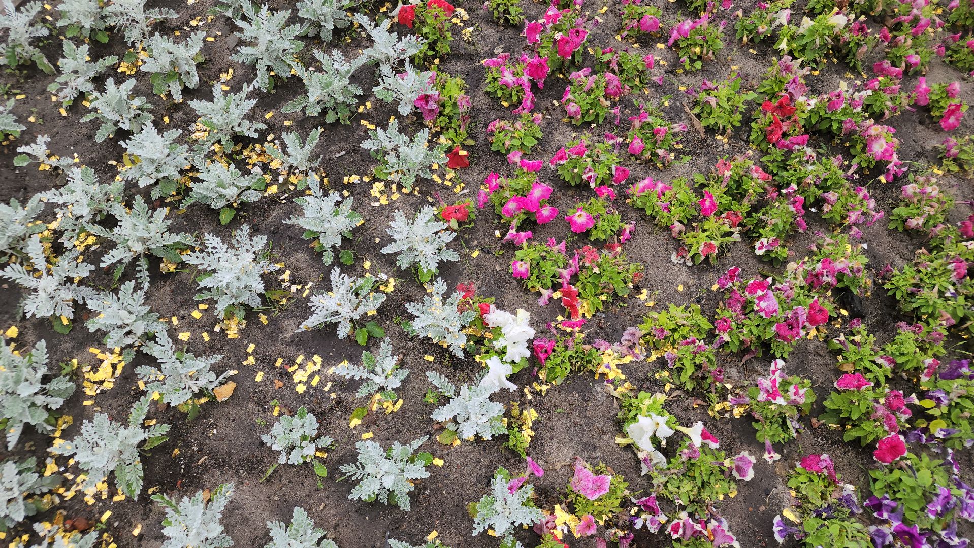 клумбы, цветы, орехово-зуевский округ, благоустройство 2025,