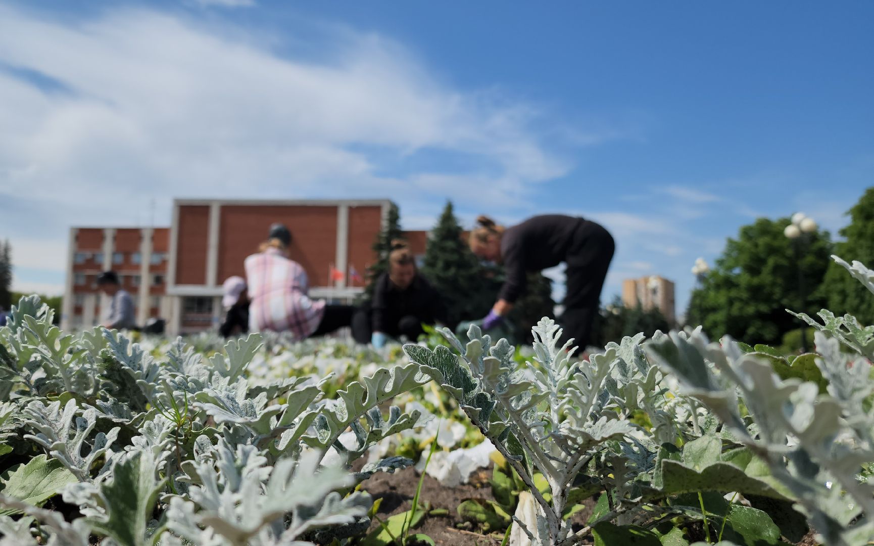 клумбы, цветы, орехово-зуевский округ, благоустройство 2025,