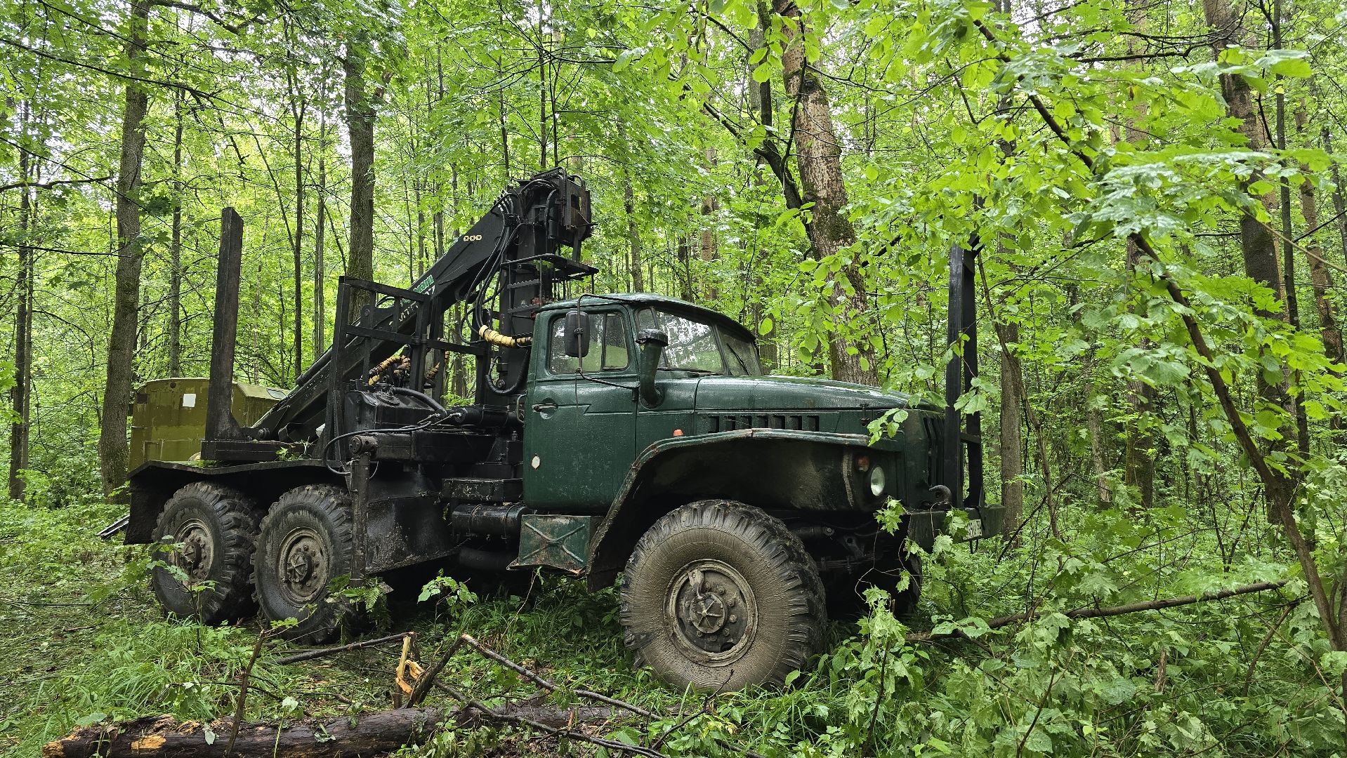 Коломна, лес, санитарная вырубка,