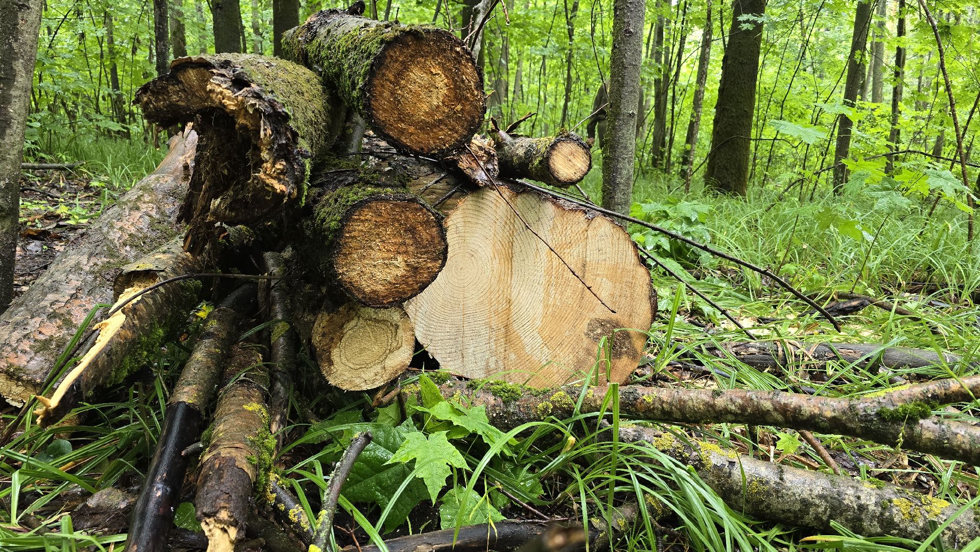 Коломна, лес, санитарная вырубка,