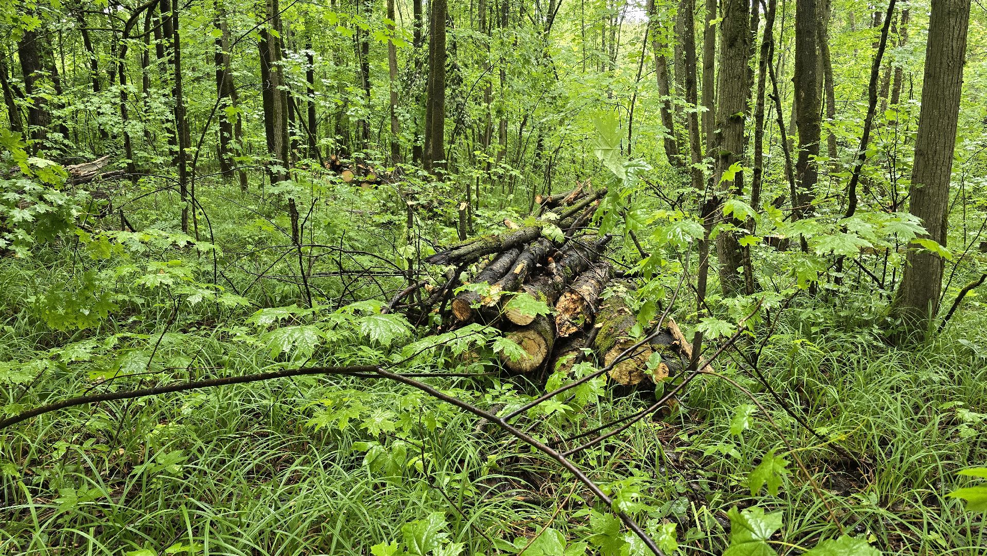 Коломна, лес, санитарная вырубка,