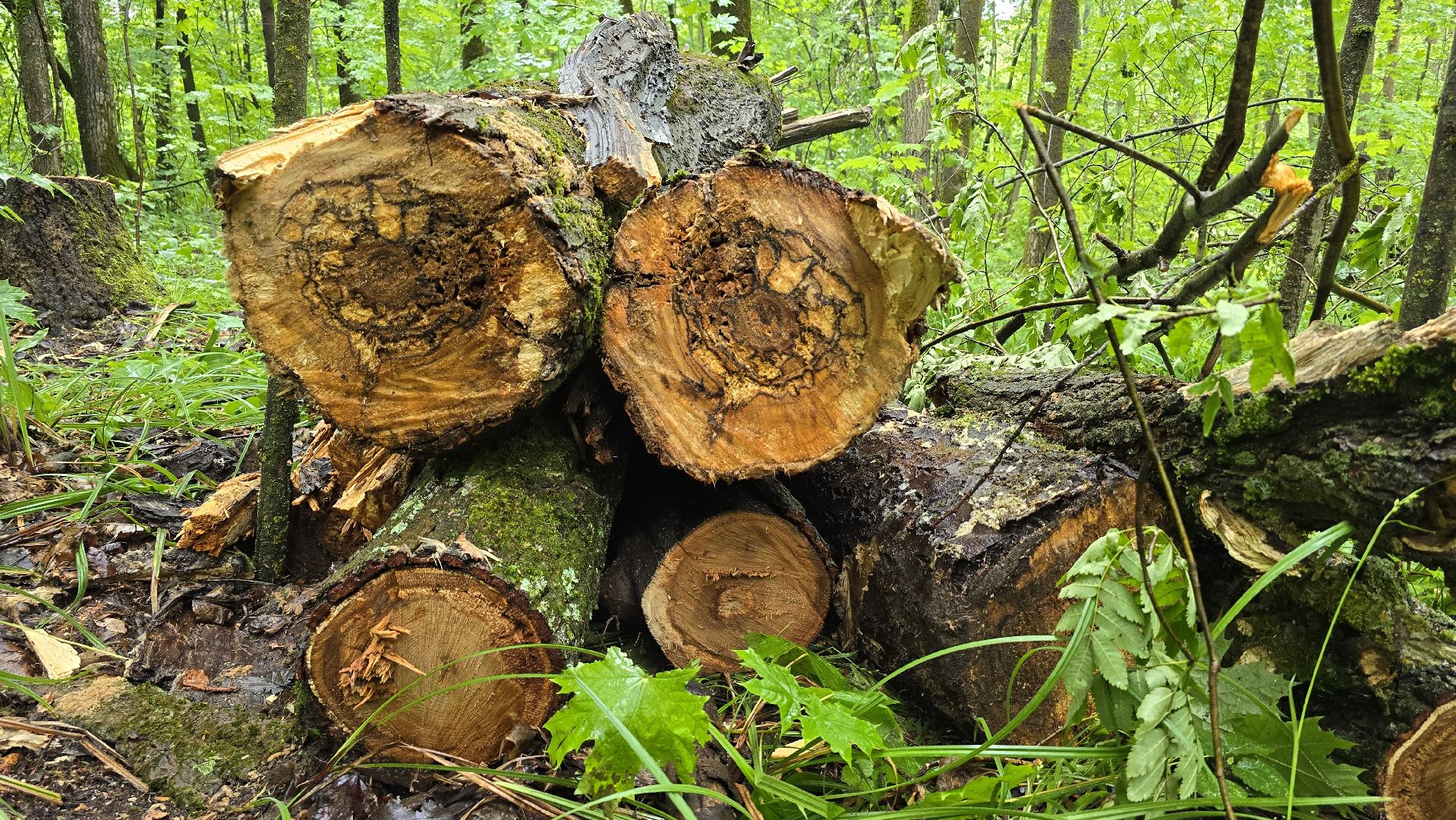 Коломна, лес, санитарная вырубка,