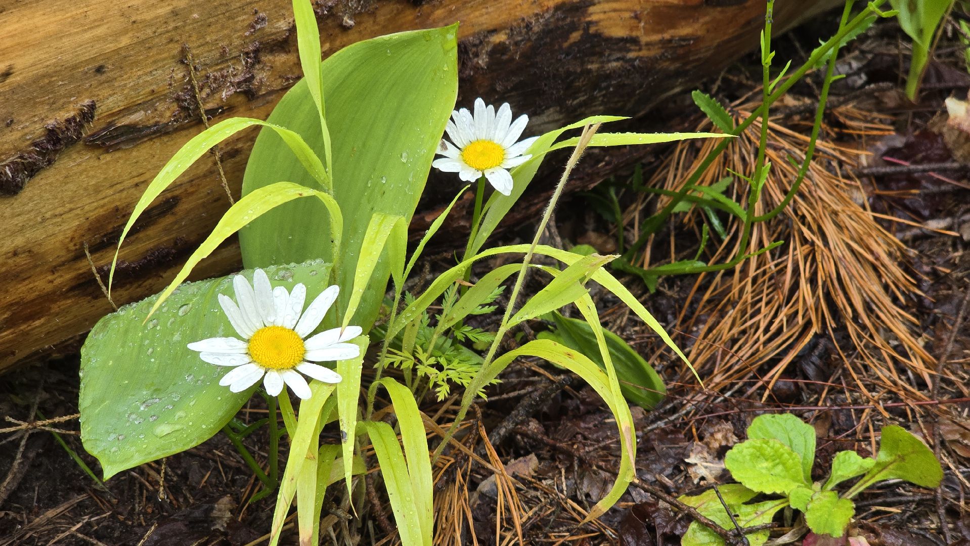 Коломна, лес, санитарная вырубка,