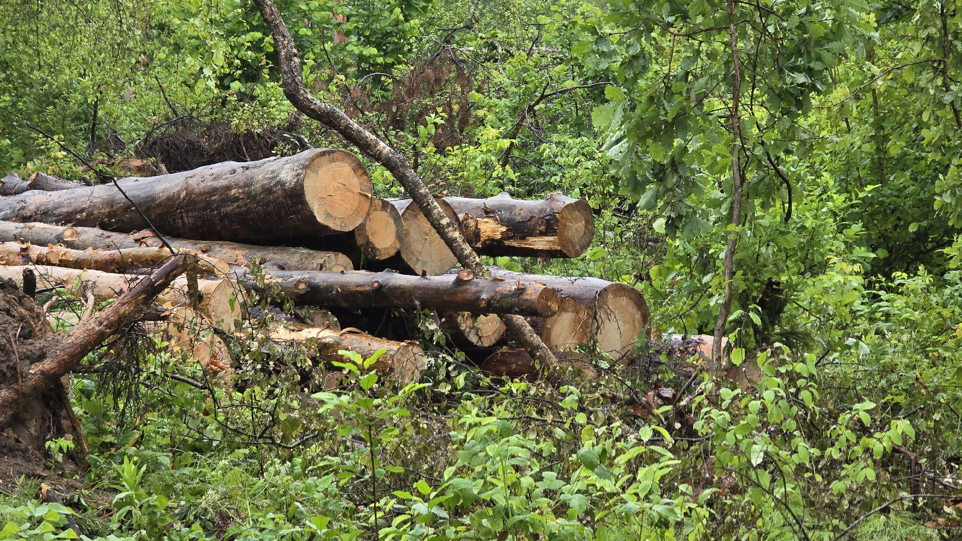 Коломна, лес, санитарная вырубка,