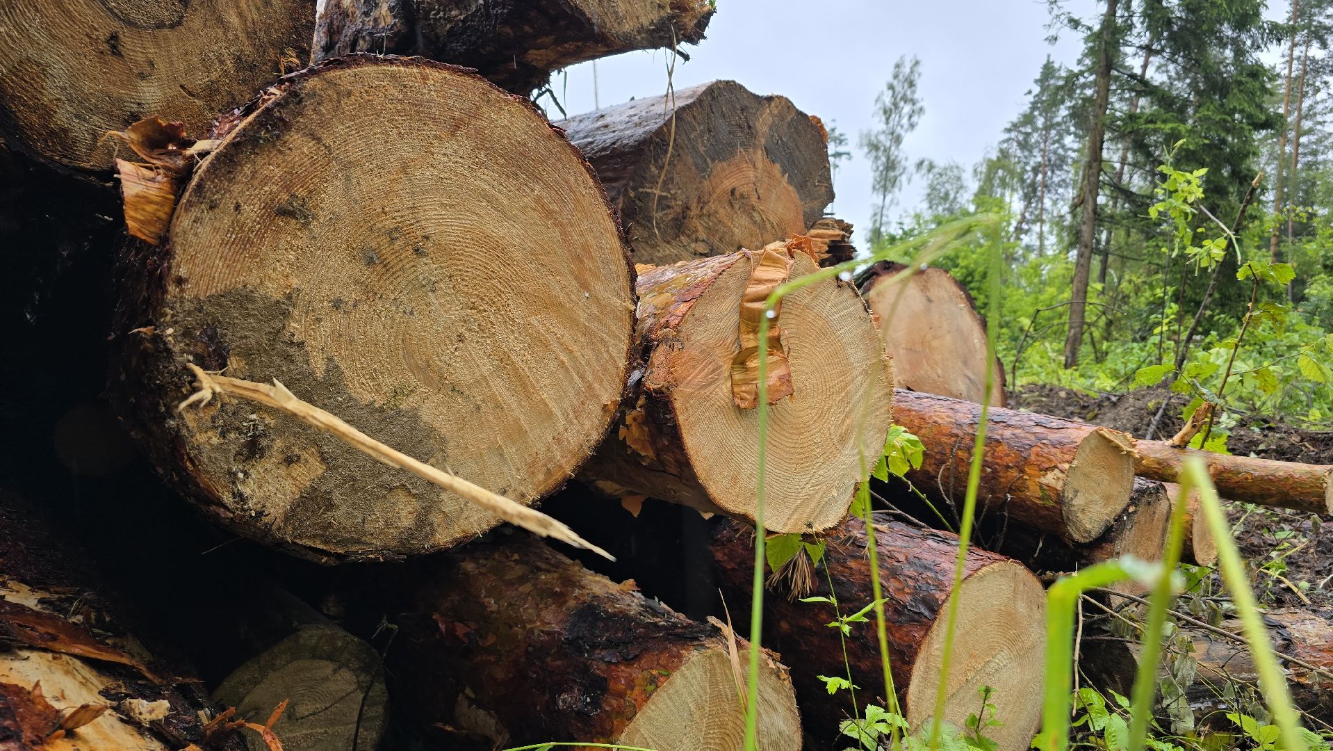 Коломна, лес, санитарная вырубка,