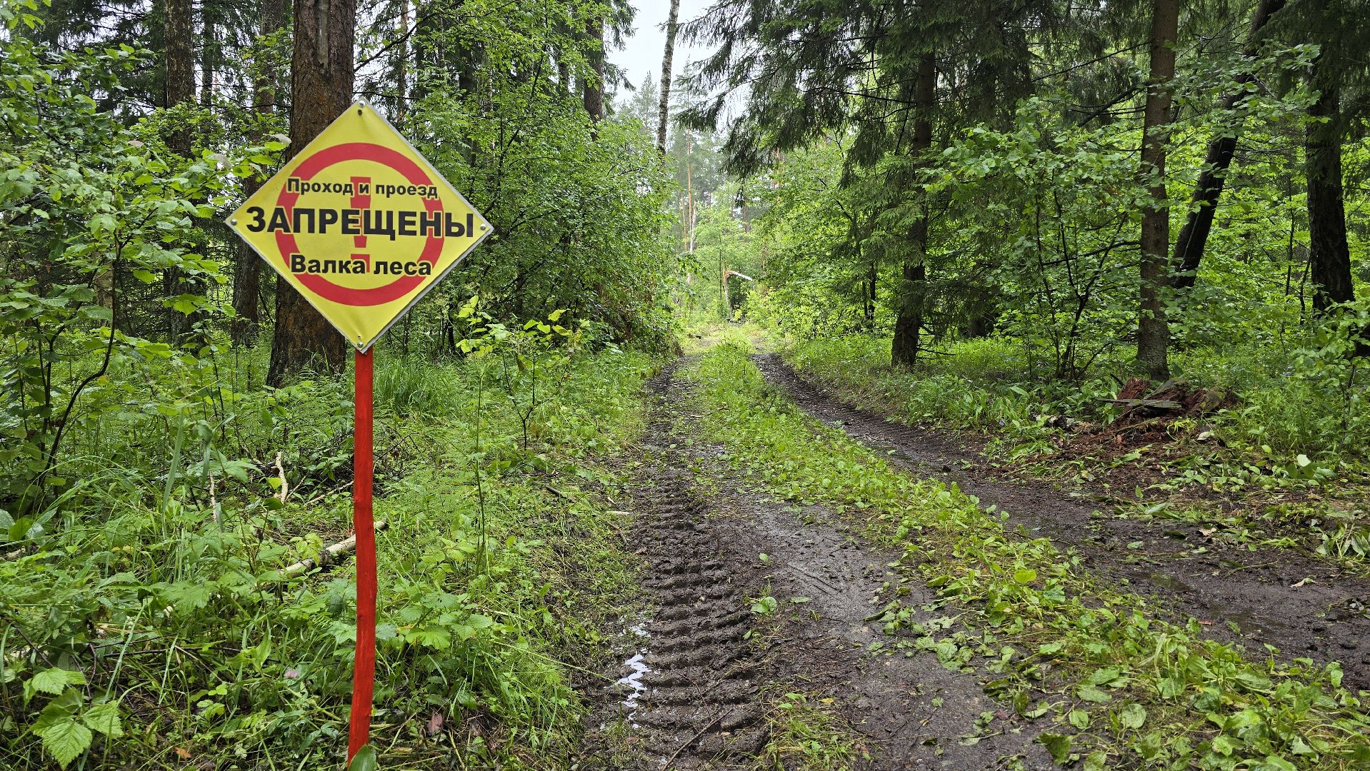 Коломна, лес, санитарная вырубка,