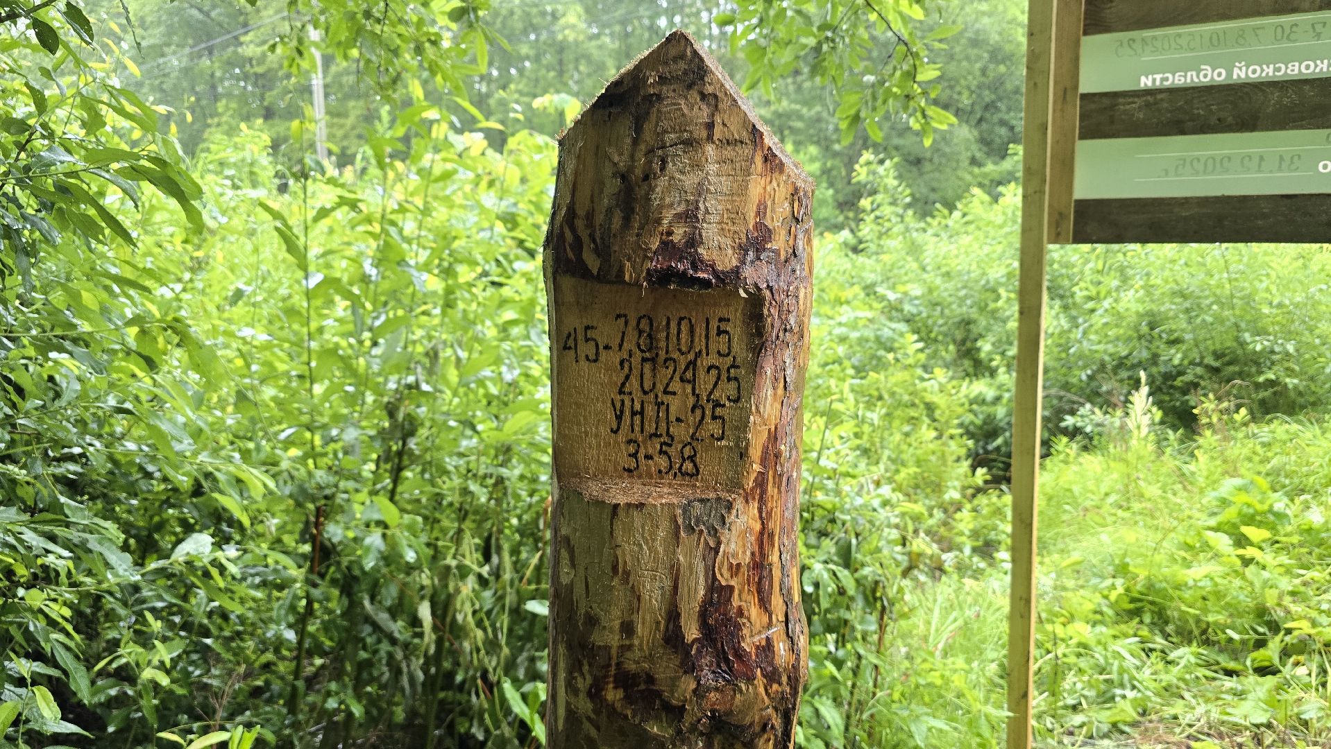 Коломна, лес, санитарная вырубка,