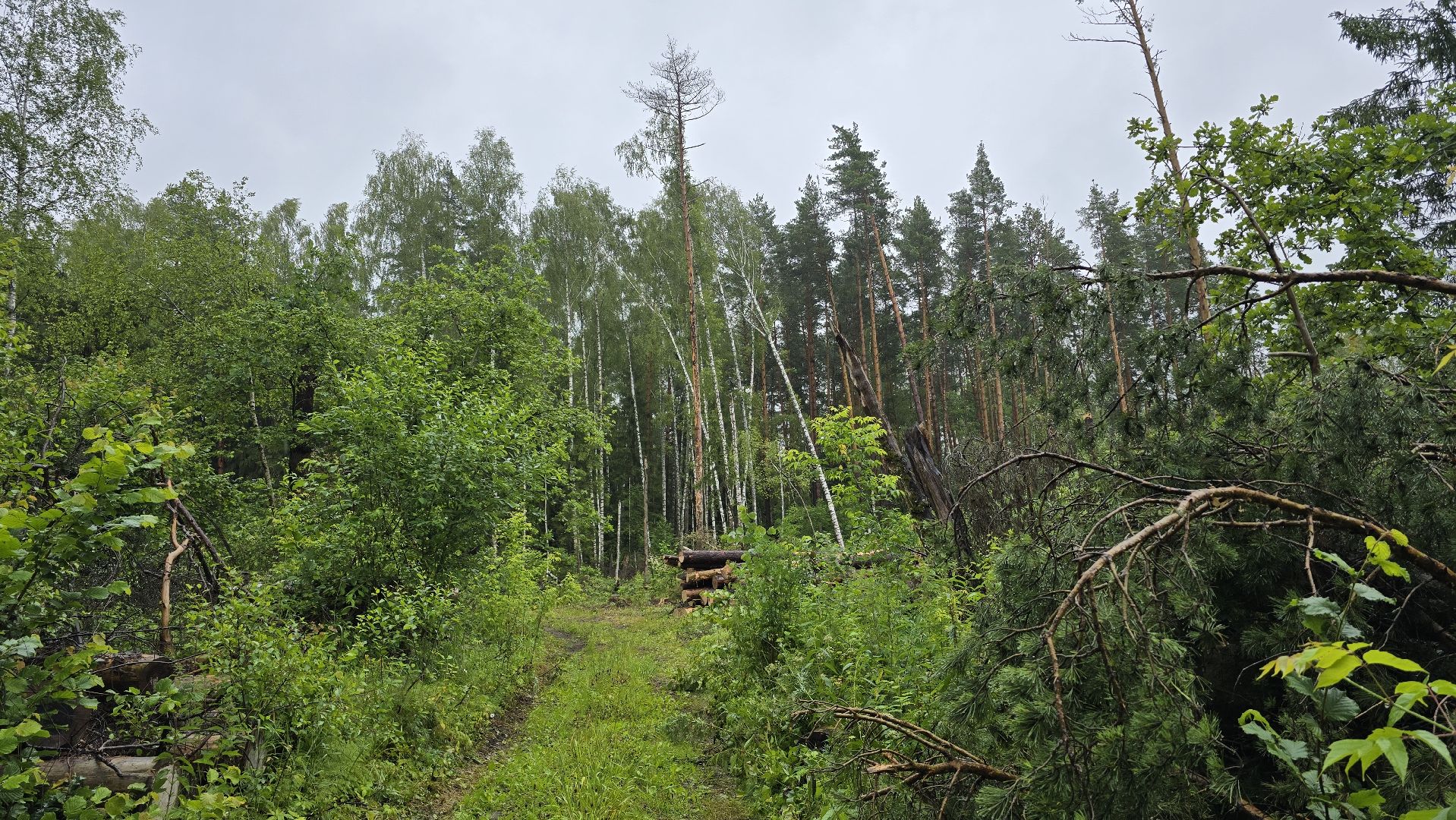 Коломна, лес, санитарная вырубка,