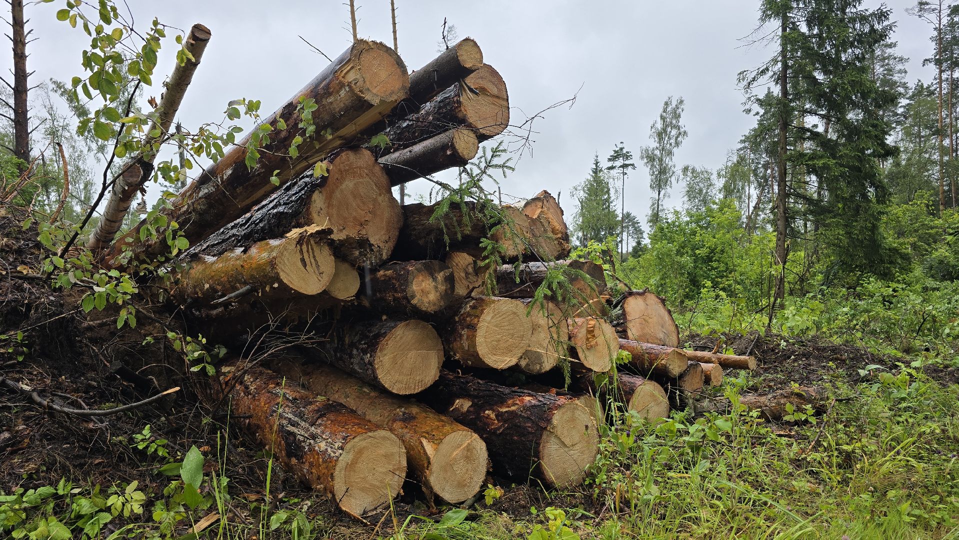 Коломна, лес, санитарная вырубка,