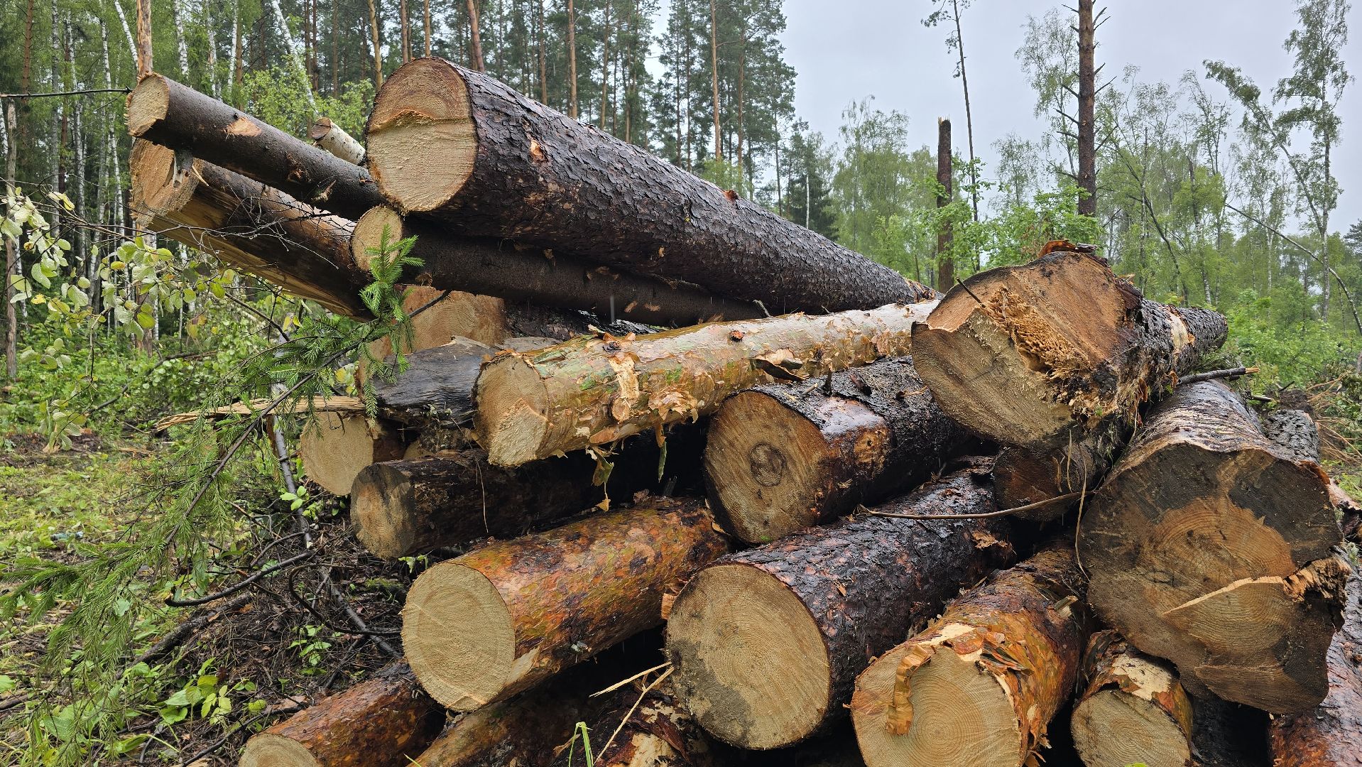 Коломна, лес, санитарная вырубка,