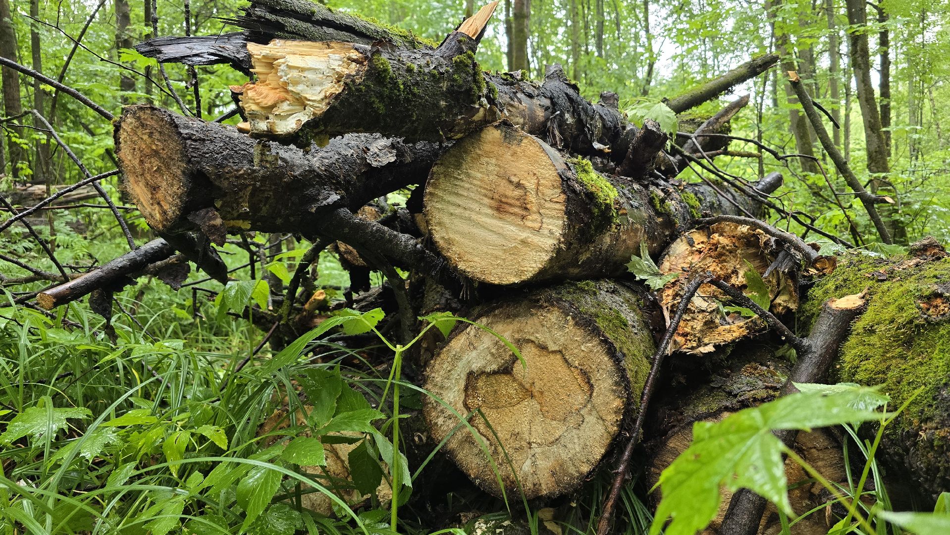 Коломна, лес, санитарная вырубка,