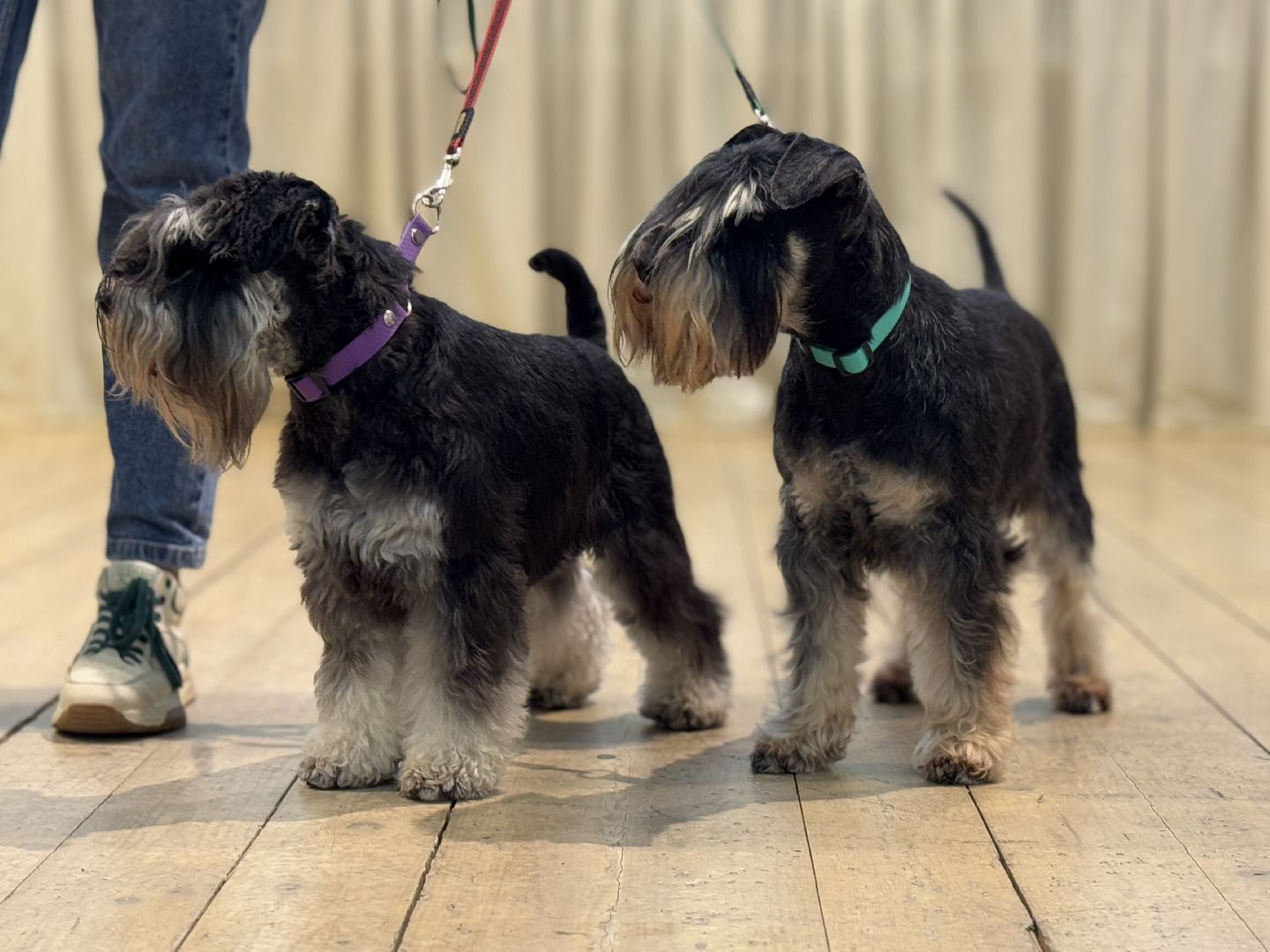 международный день собак, Балашиха, Университет Вернадского Балашиха, кинологический центр Балашиха,