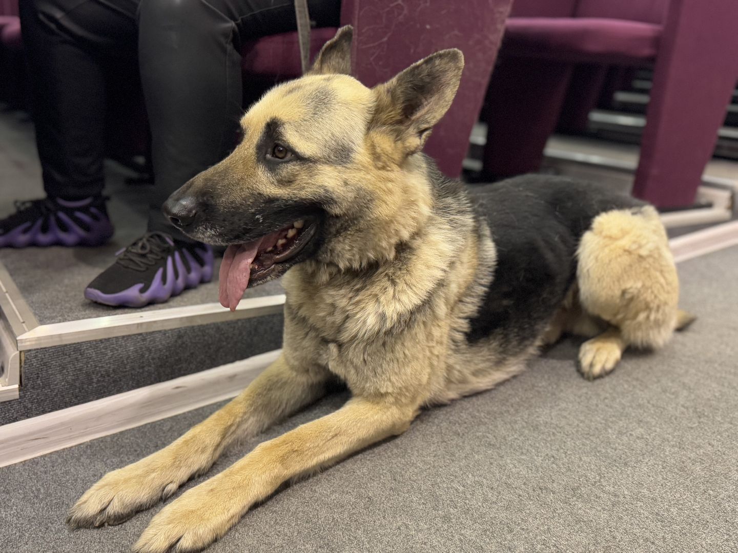 международный день собак, Балашиха, Университет Вернадского Балашиха, кинологический центр Балашиха,