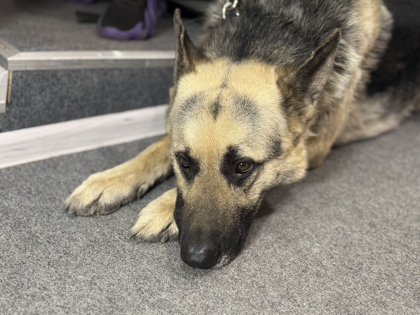 международный день собак, Балашиха, Университет Вернадского Балашиха, кинологический центр Балашиха,