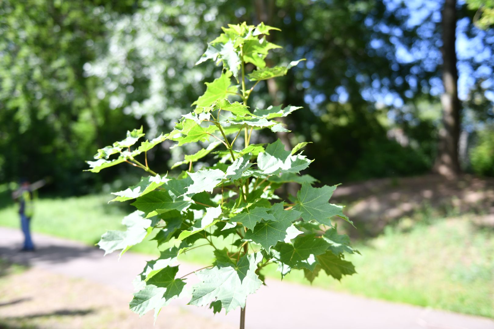 благоустройство, высадка деревьев, лыткарино, жкх,