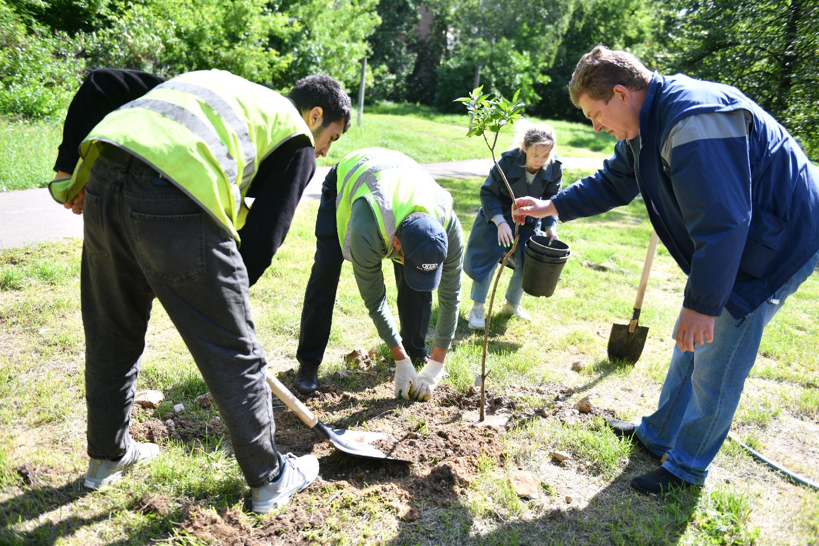 благоустройство, высадка деревьев, лыткарино, жкх,