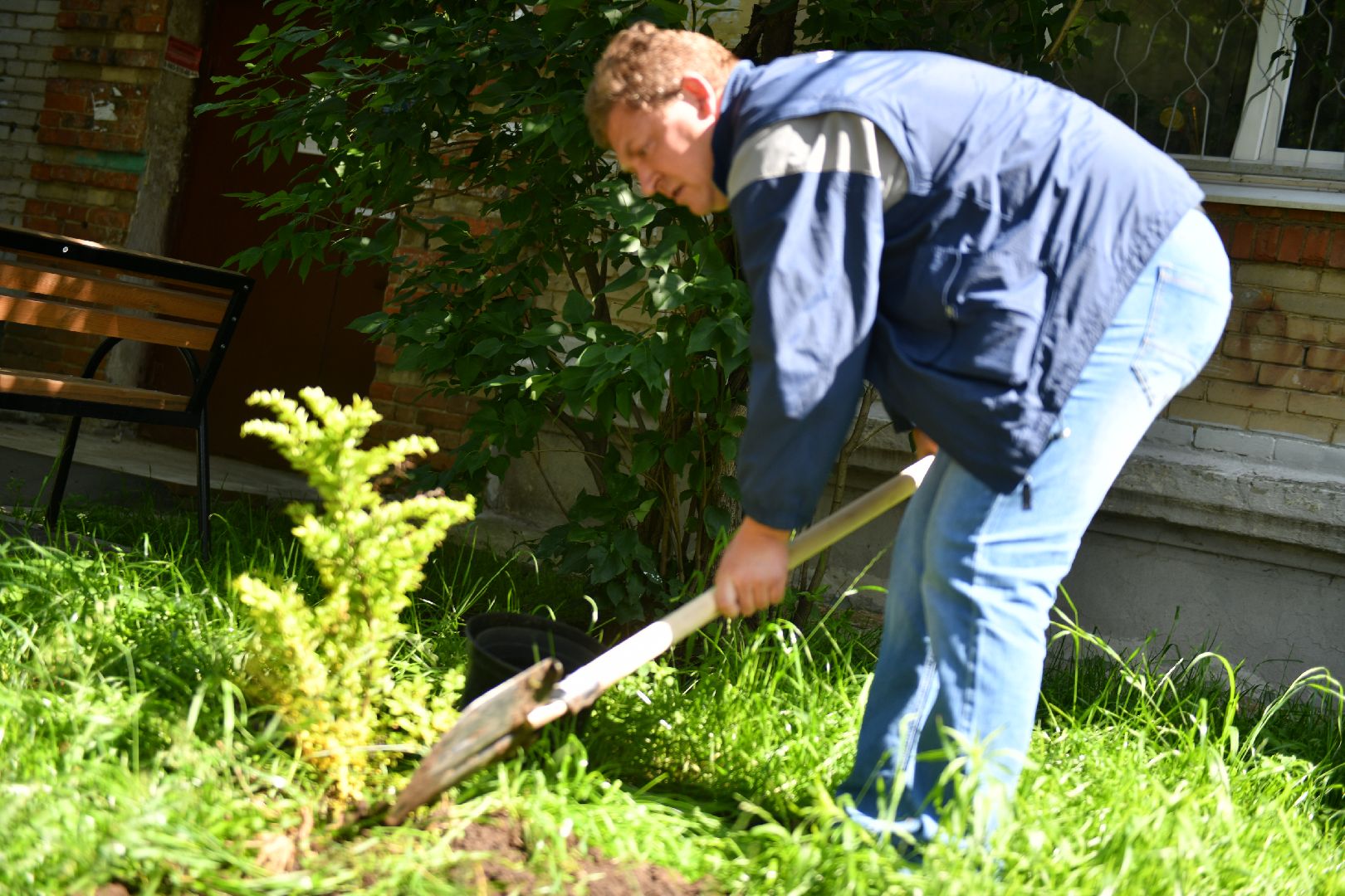 благоустройство, высадка деревьев, лыткарино, жкх,