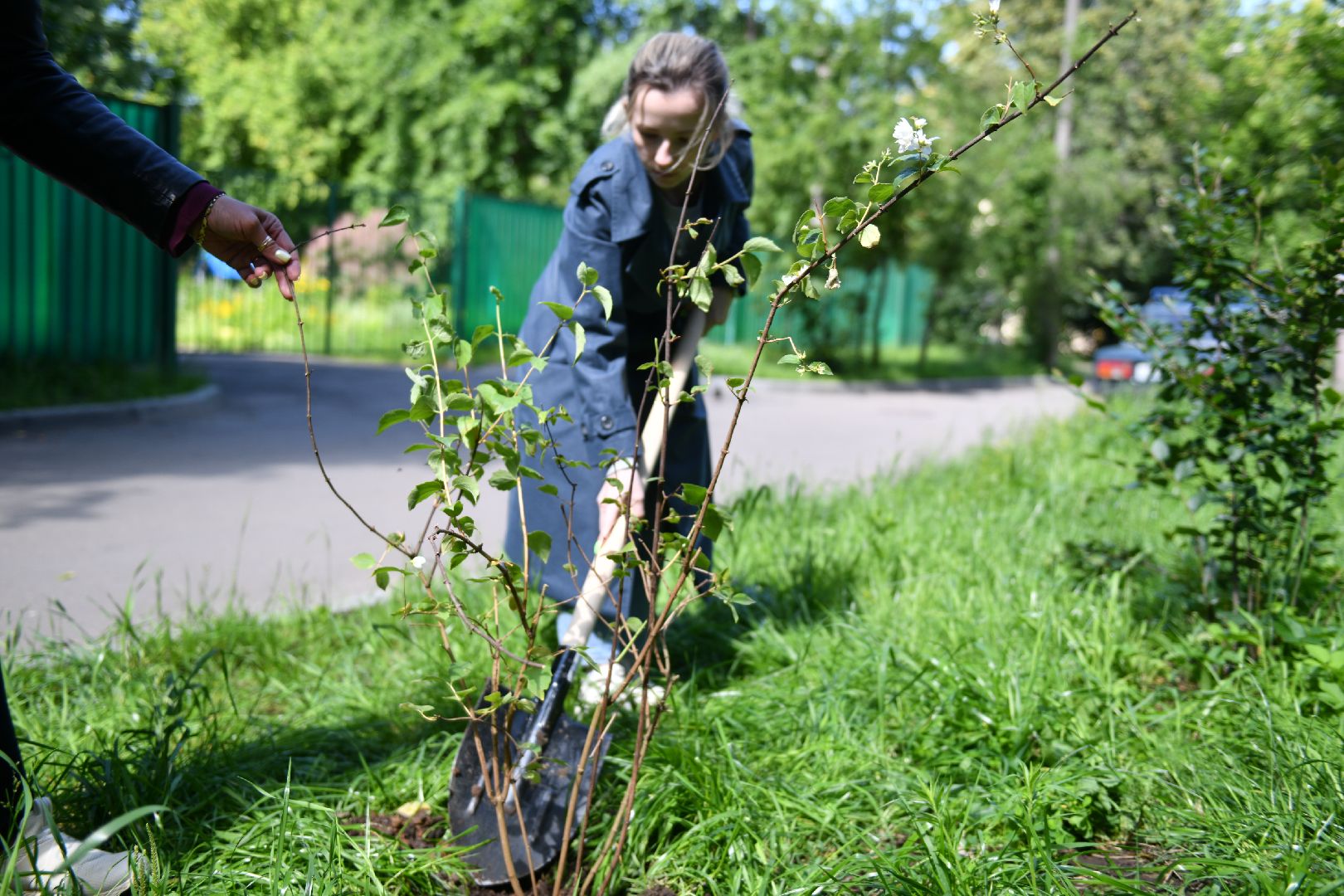 благоустройство, высадка деревьев, лыткарино, жкх,