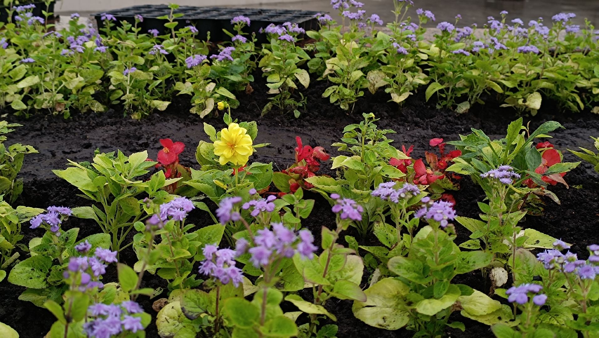 цветы, озеленение, лобня,