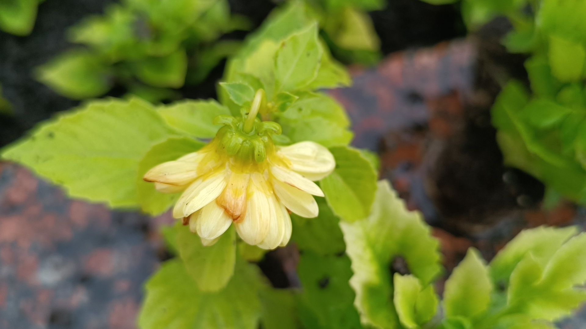 цветы, озеленение, лобня,