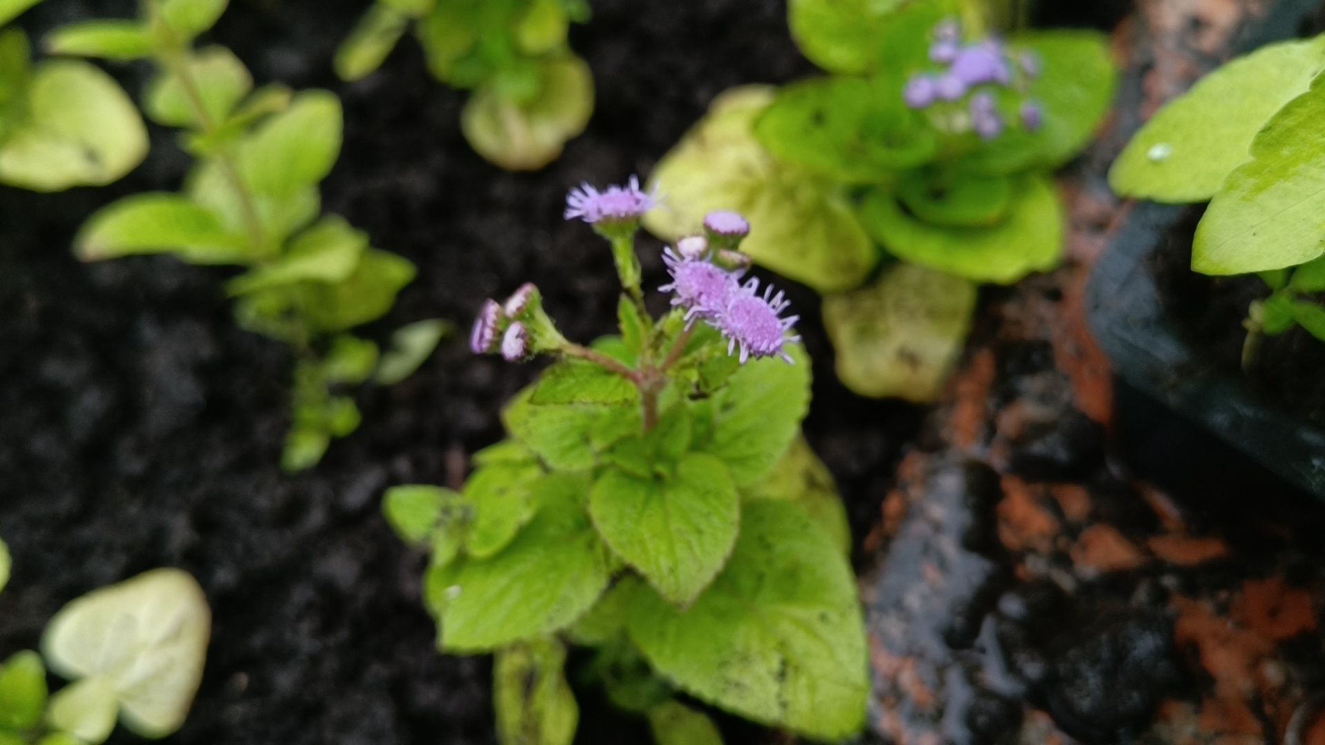 цветы, озеленение, лобня,