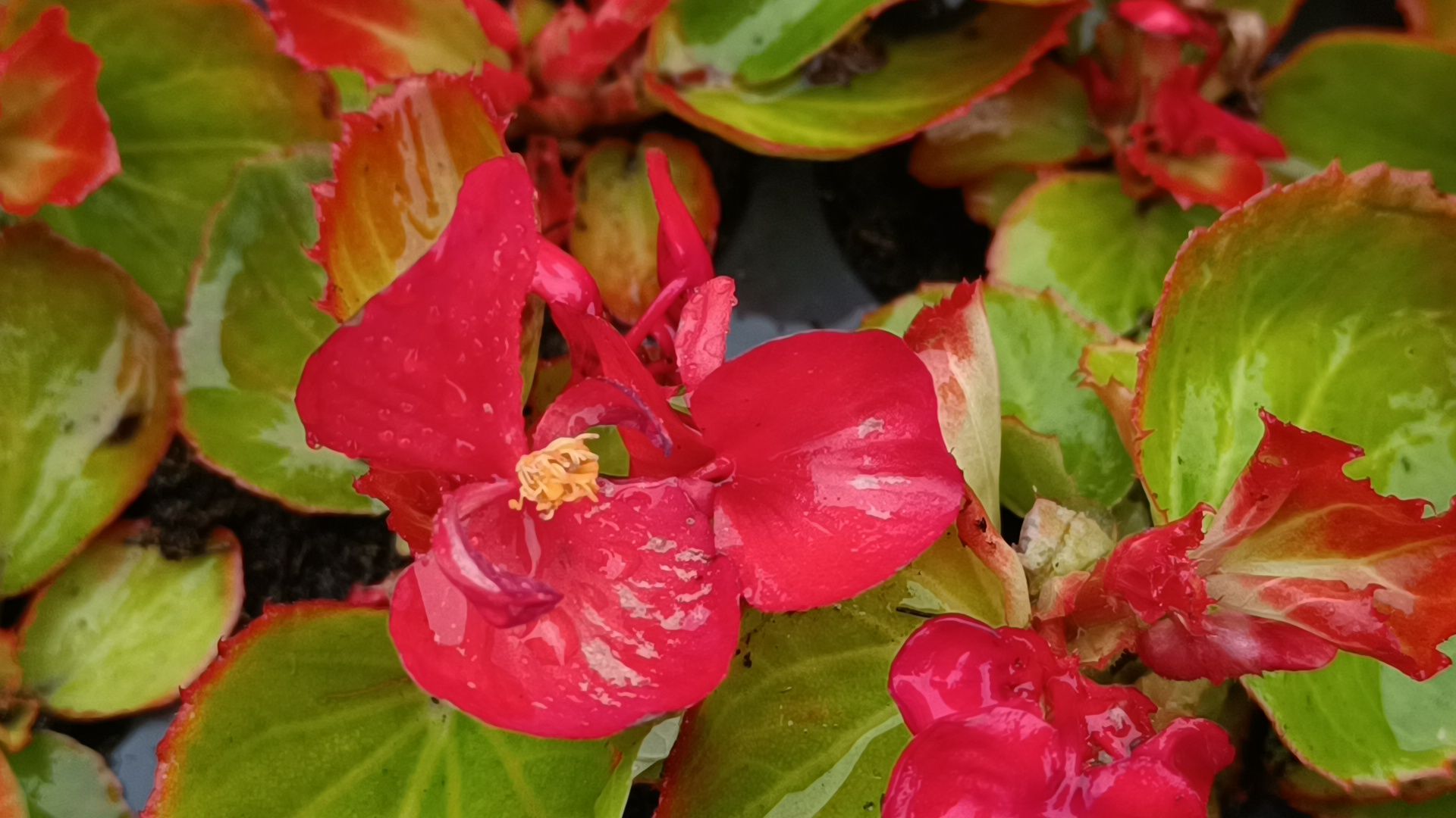 цветы, озеленение, лобня,