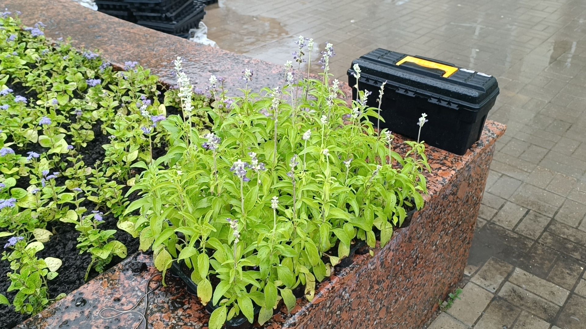 цветы, озеленение, лобня,