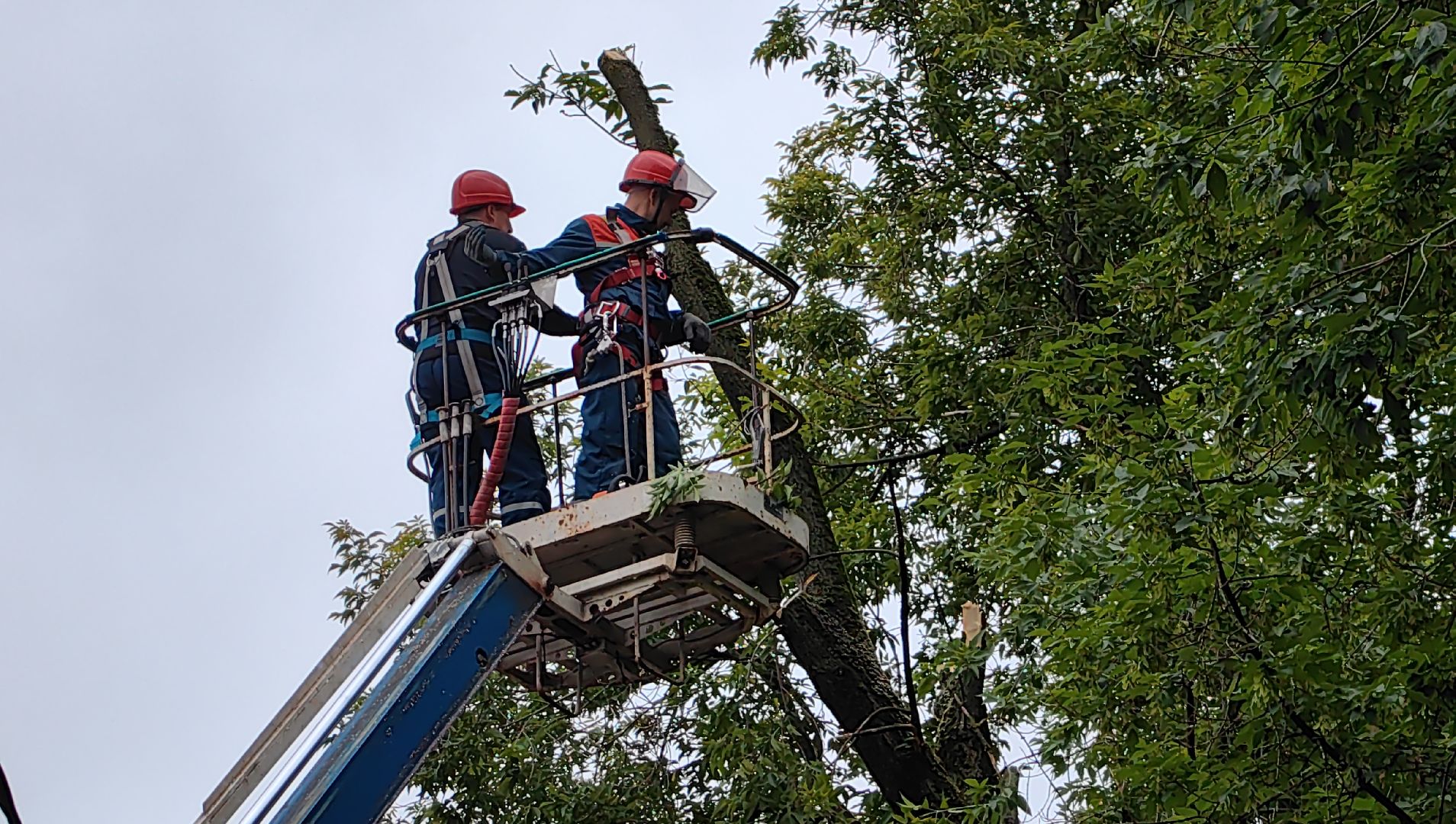 опил деревьев, кран, бригада, дорога, безопасность,
