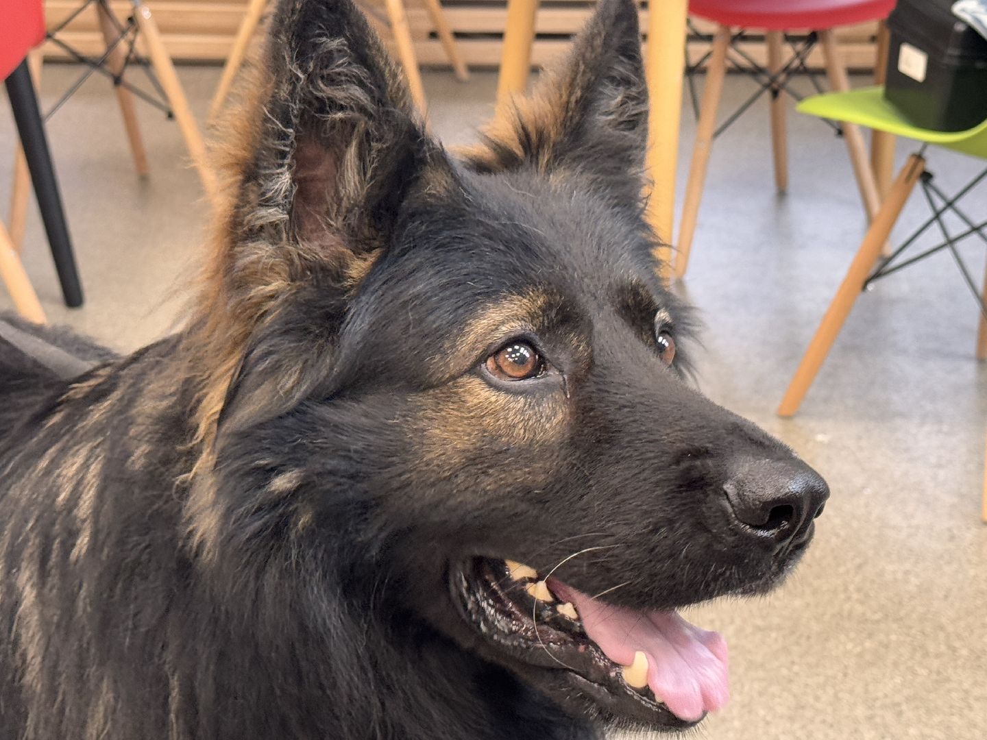 Международный день собак, Одинцовская библиотека 1, Кинологи Одинцова,