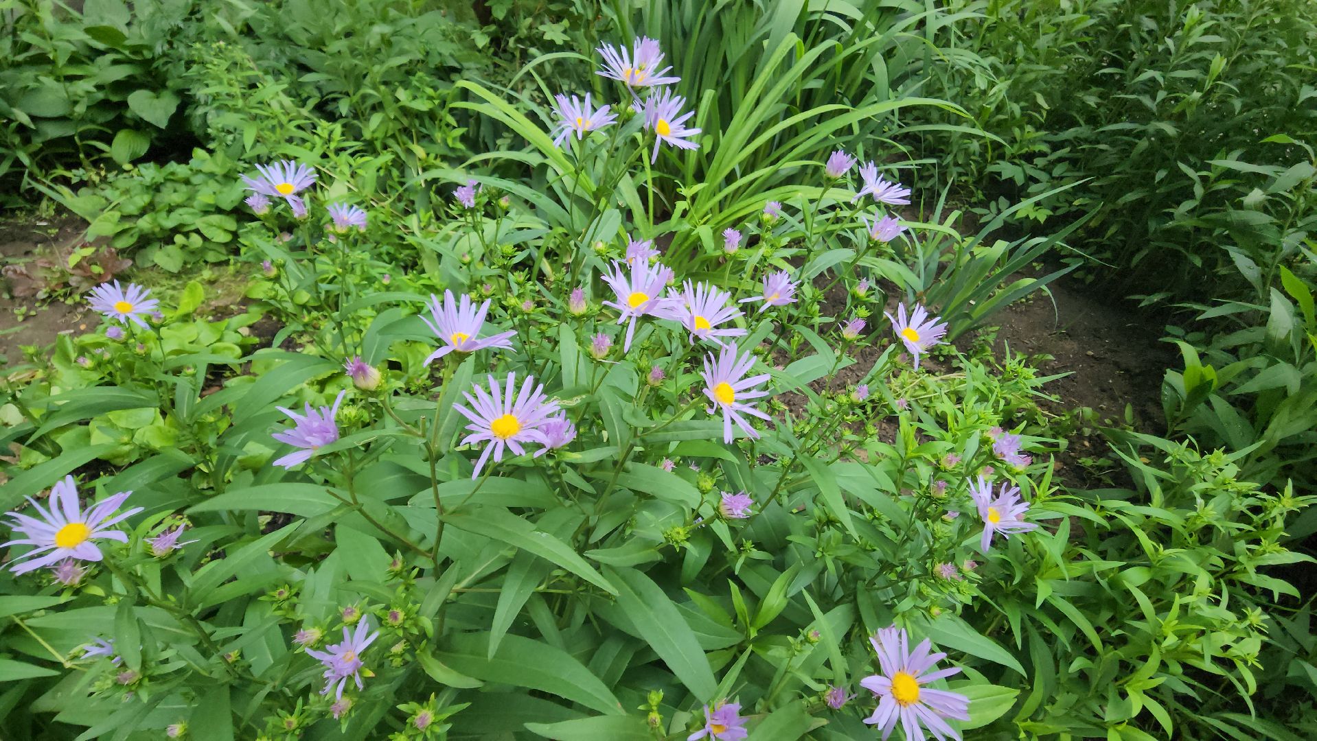 красногорск, 105-летие, юбиляр,