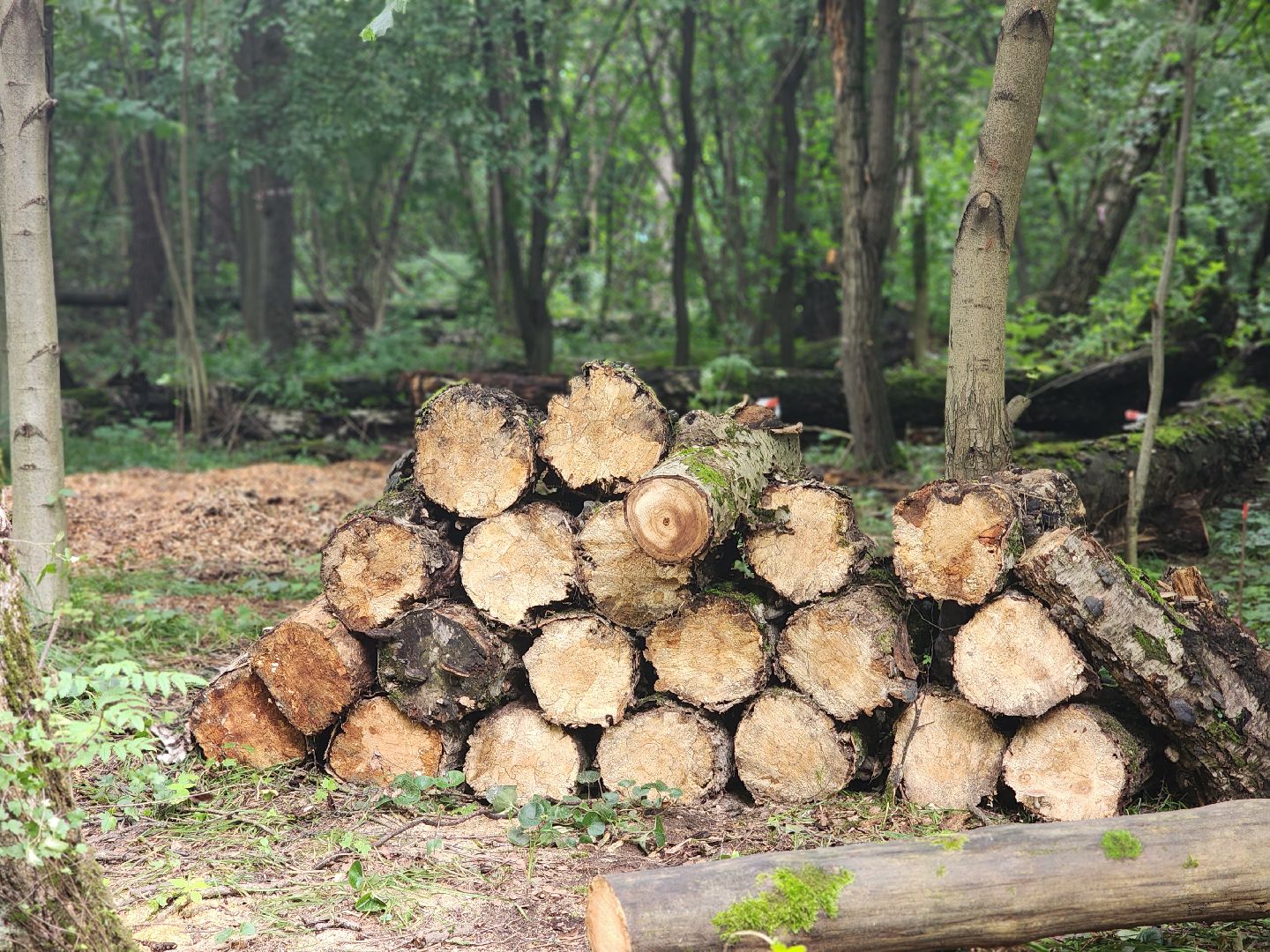 королёв,  благоустройство парка, парк папанинская дача,