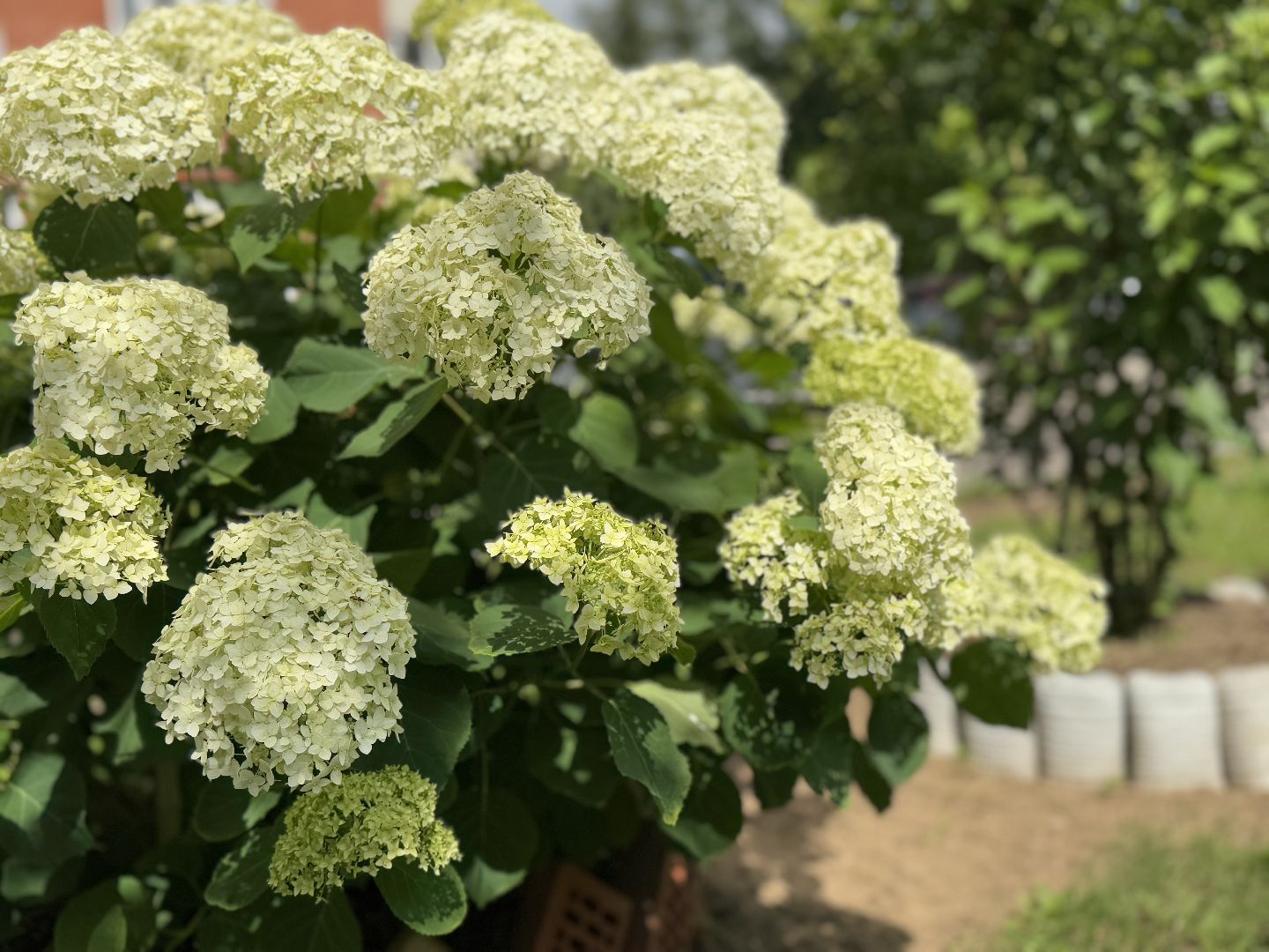 балашиха, двор-оранжерея, заречная улица,