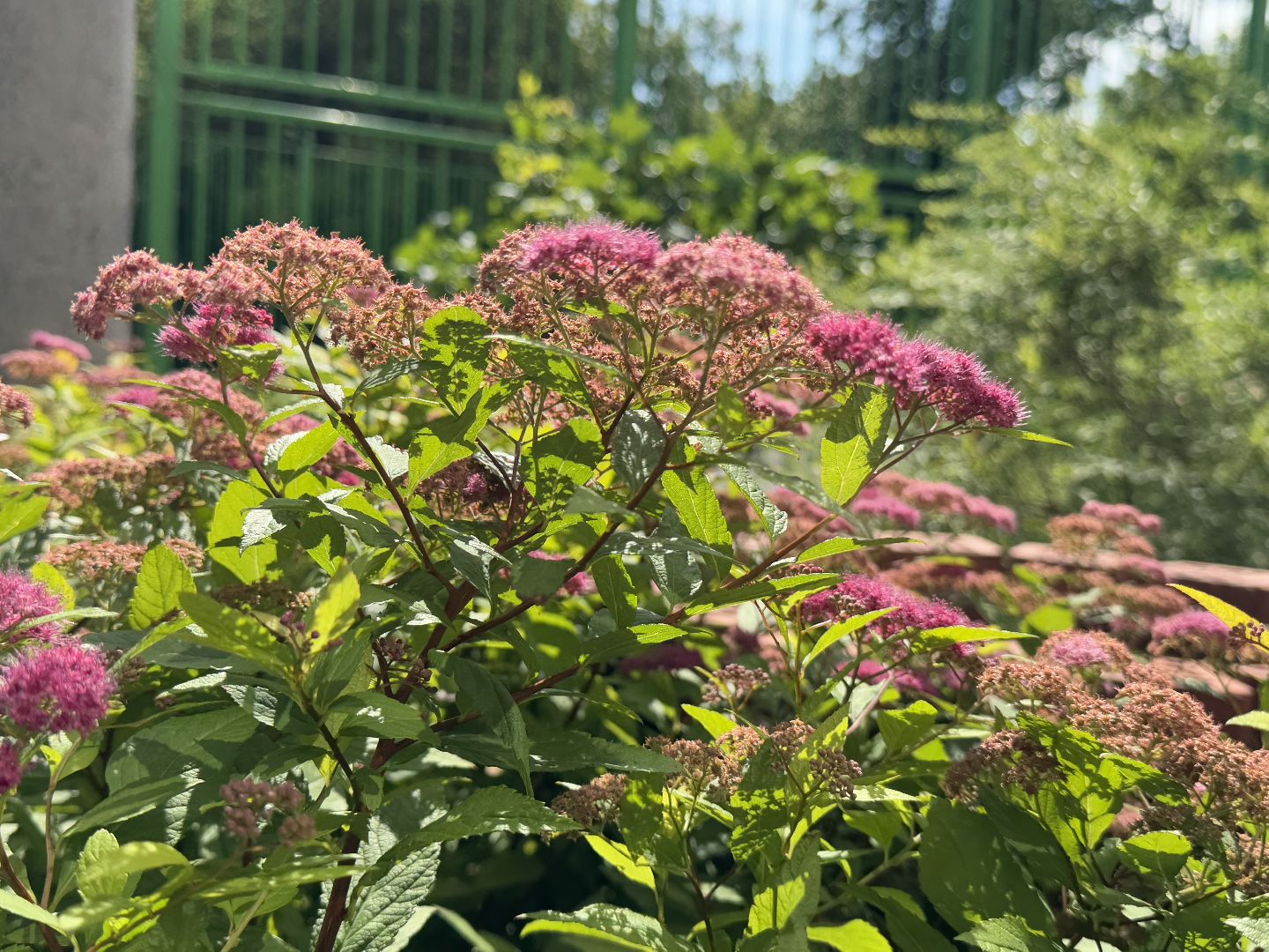 балашиха, двор-оранжерея, заречная улица,